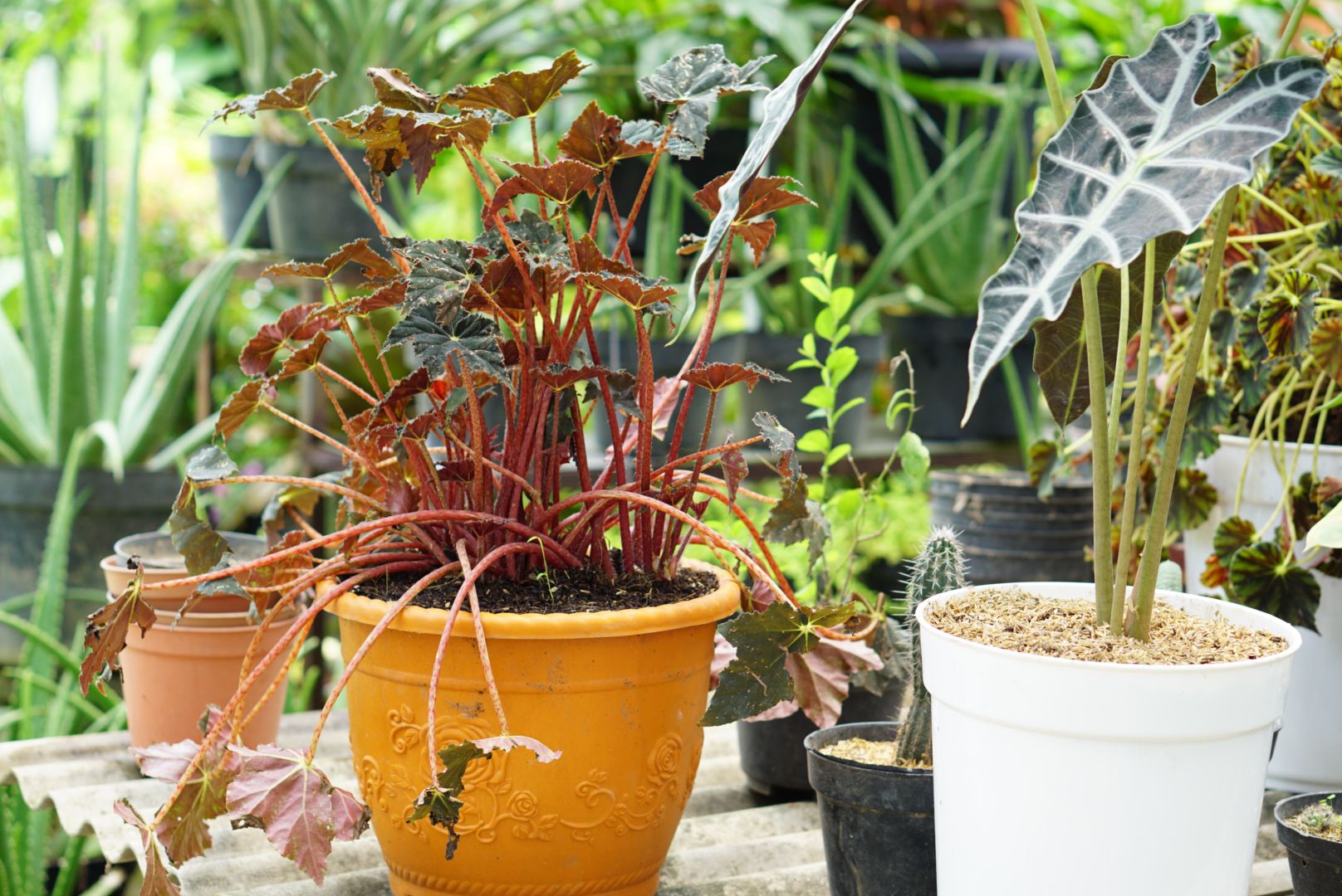 ​​​​​​​​​​5 Tips for Beautiful Large Container Gardens