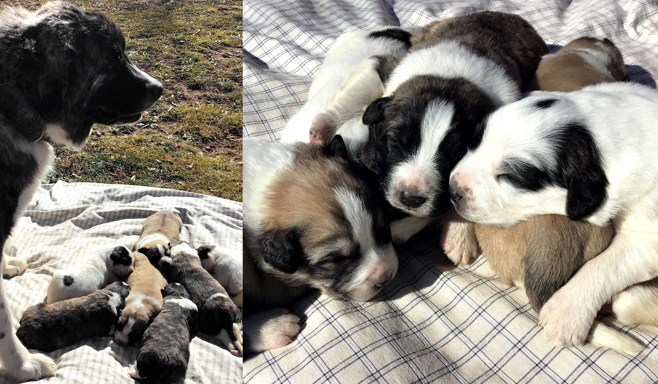 Puppies in Patagonia Will Grow Up To Protect Pumas