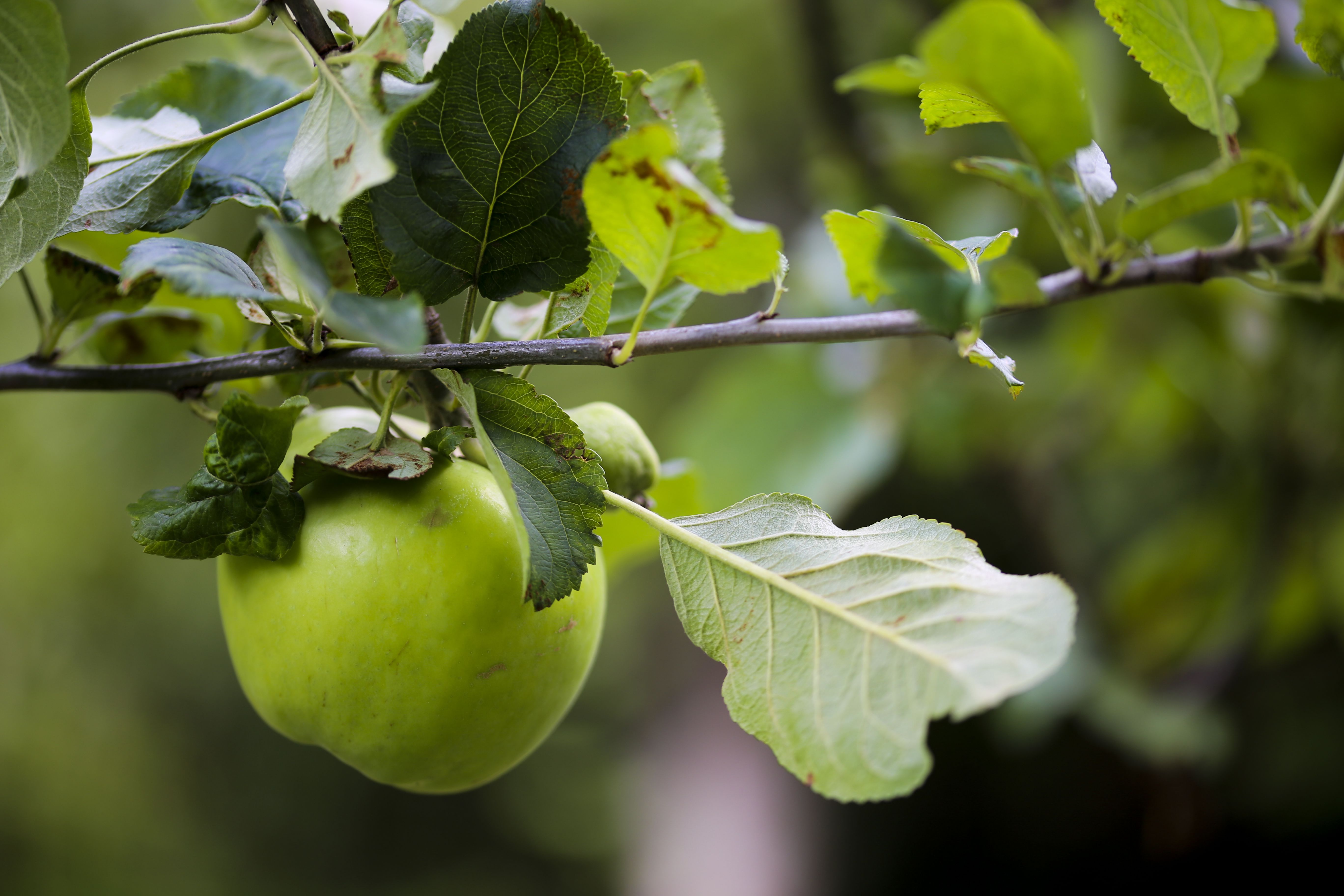 Agroforestry Approaches For Gardens and Small Farms