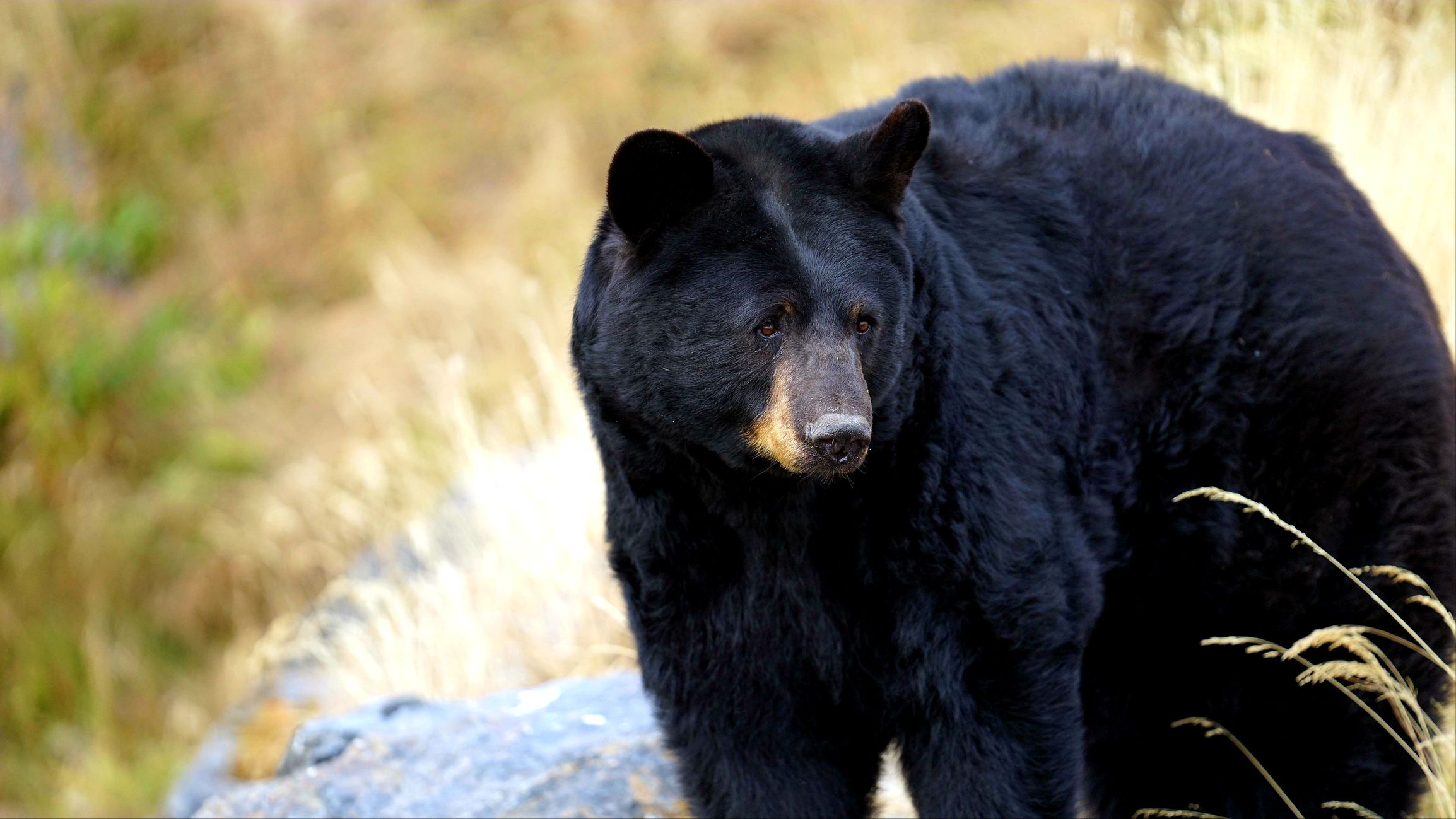 Are Black Bears Dangerous?
