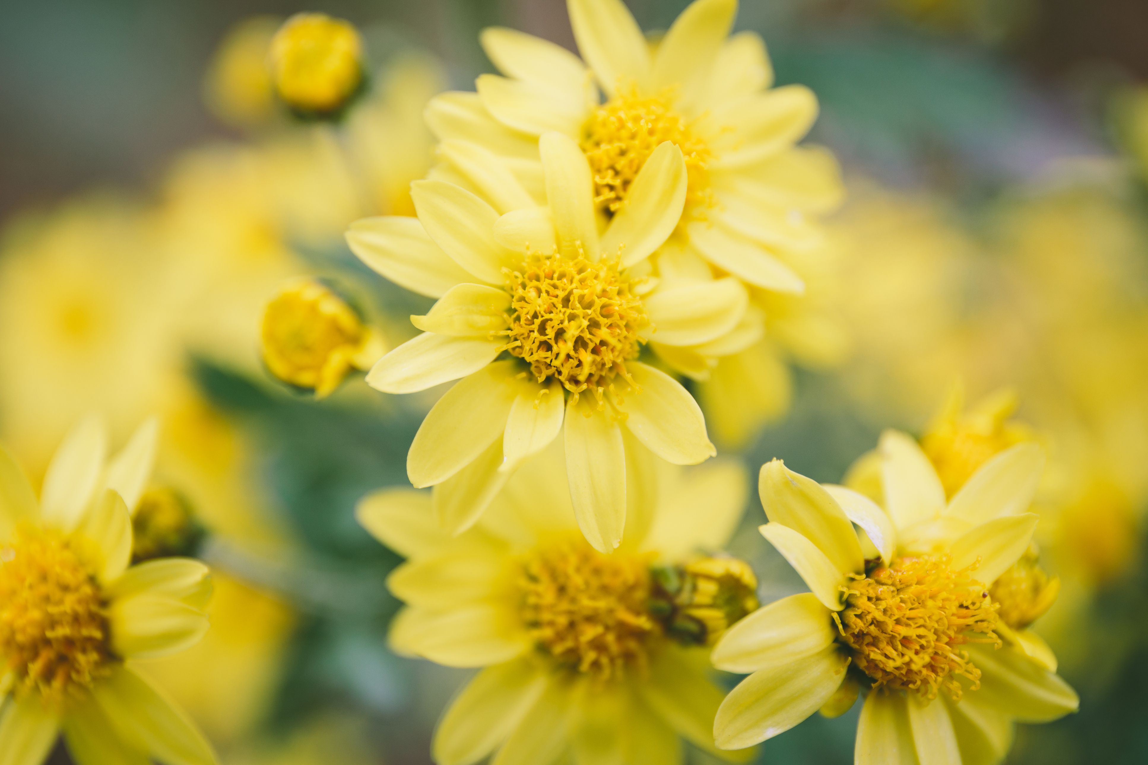 7 Flowers That Naturally Repel Insects