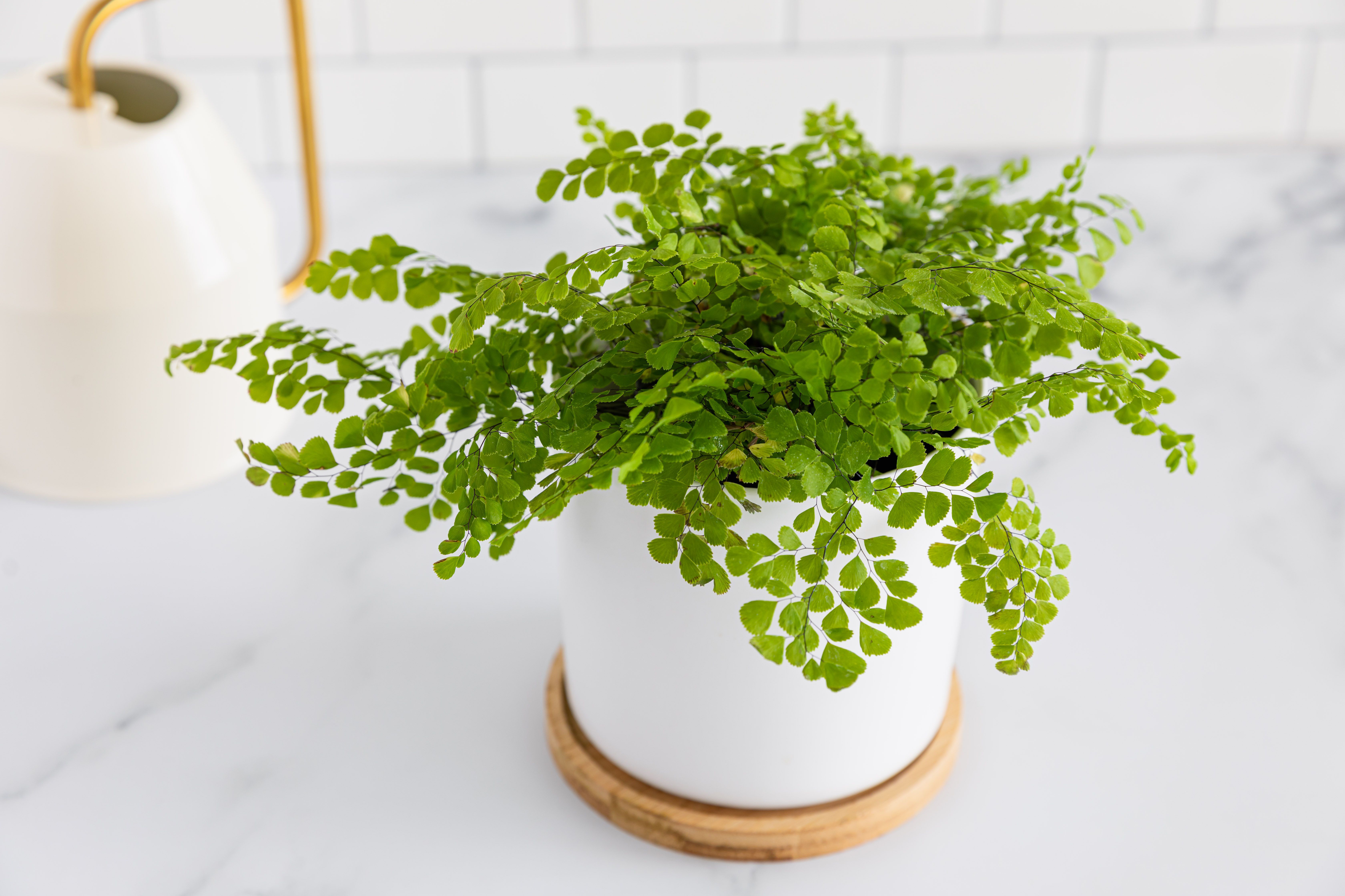 Experts Say You Should Stop Buying These Plants