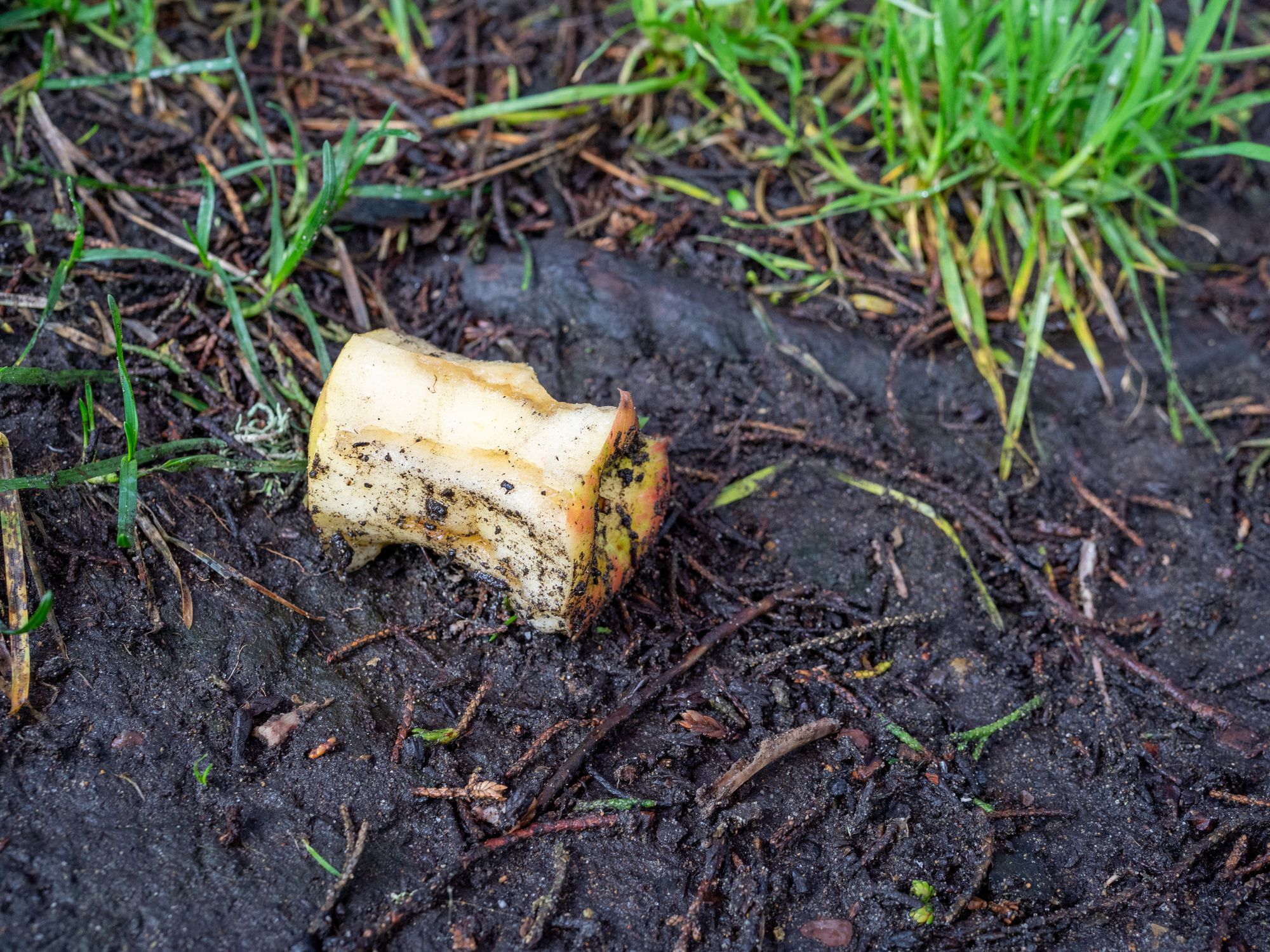 Don't Toss Apple Cores and Banana Peels on the Ground