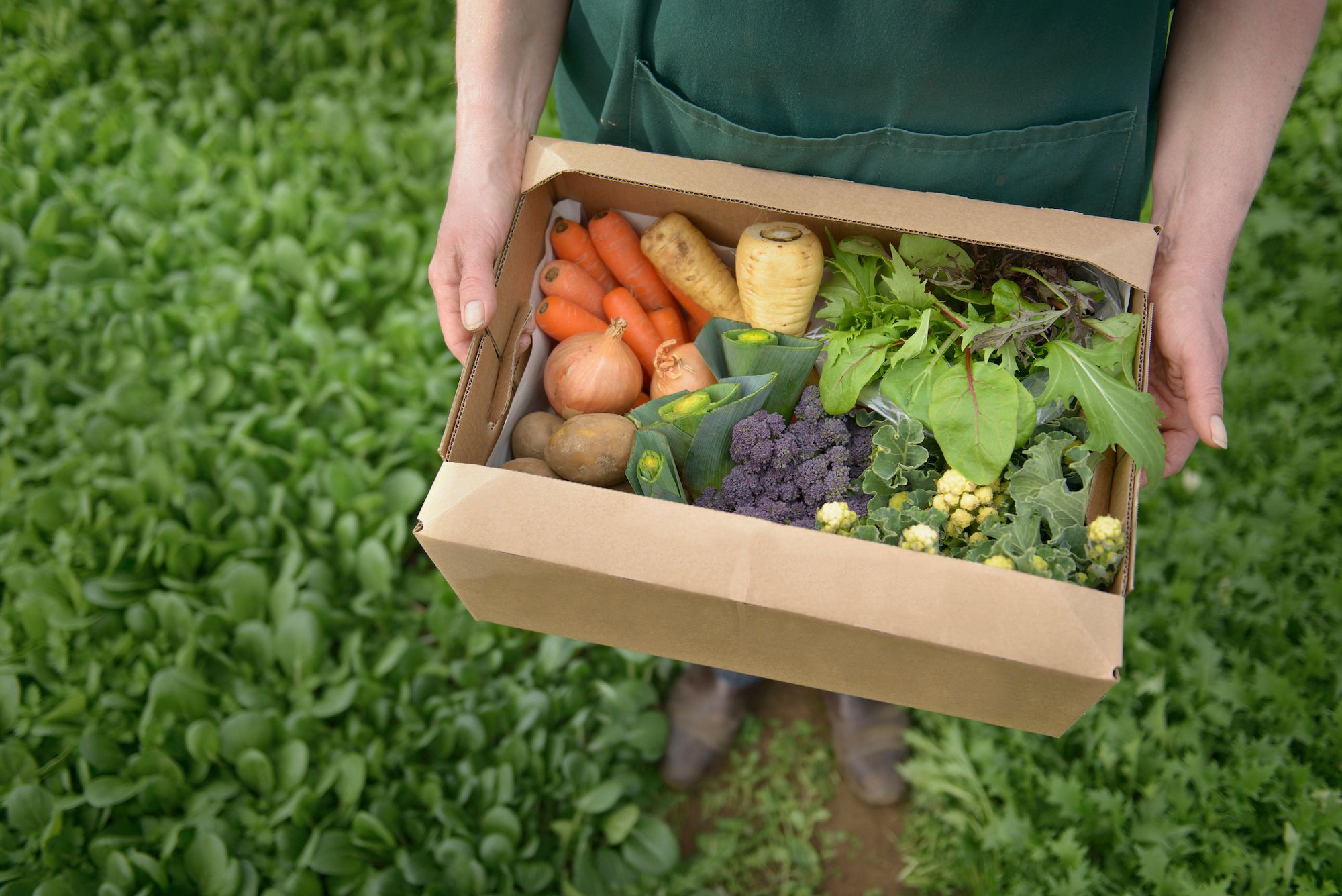 Local Vegetables Might Be Coming to Your Mailbox Soon