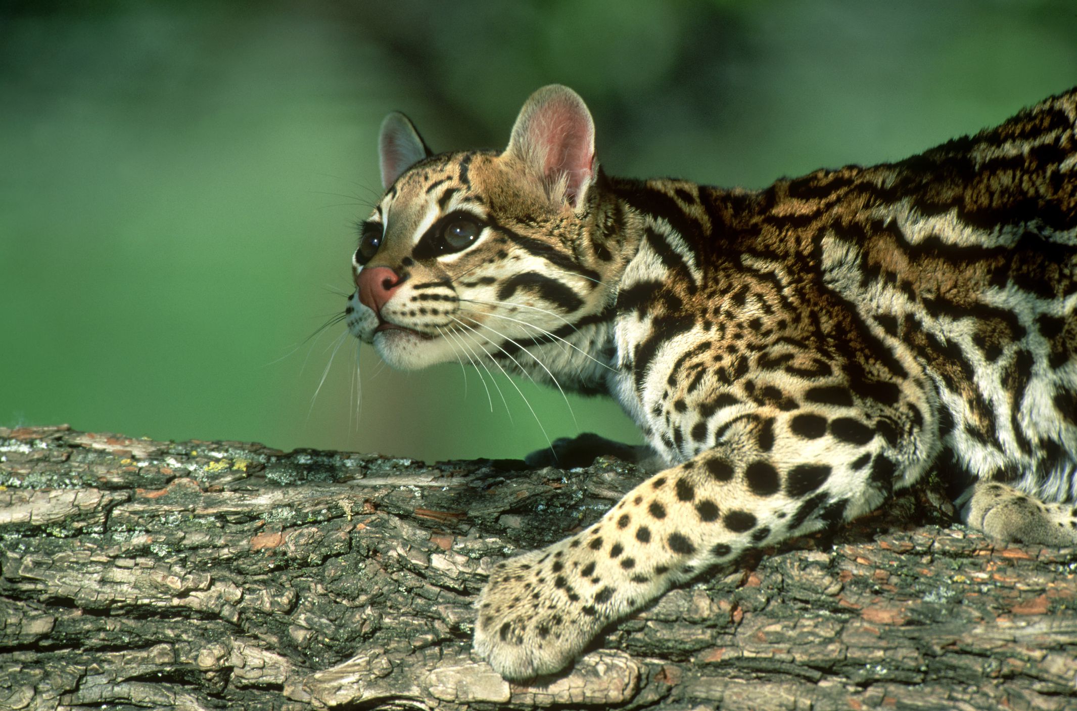 8 Mystical Ocelot Facts