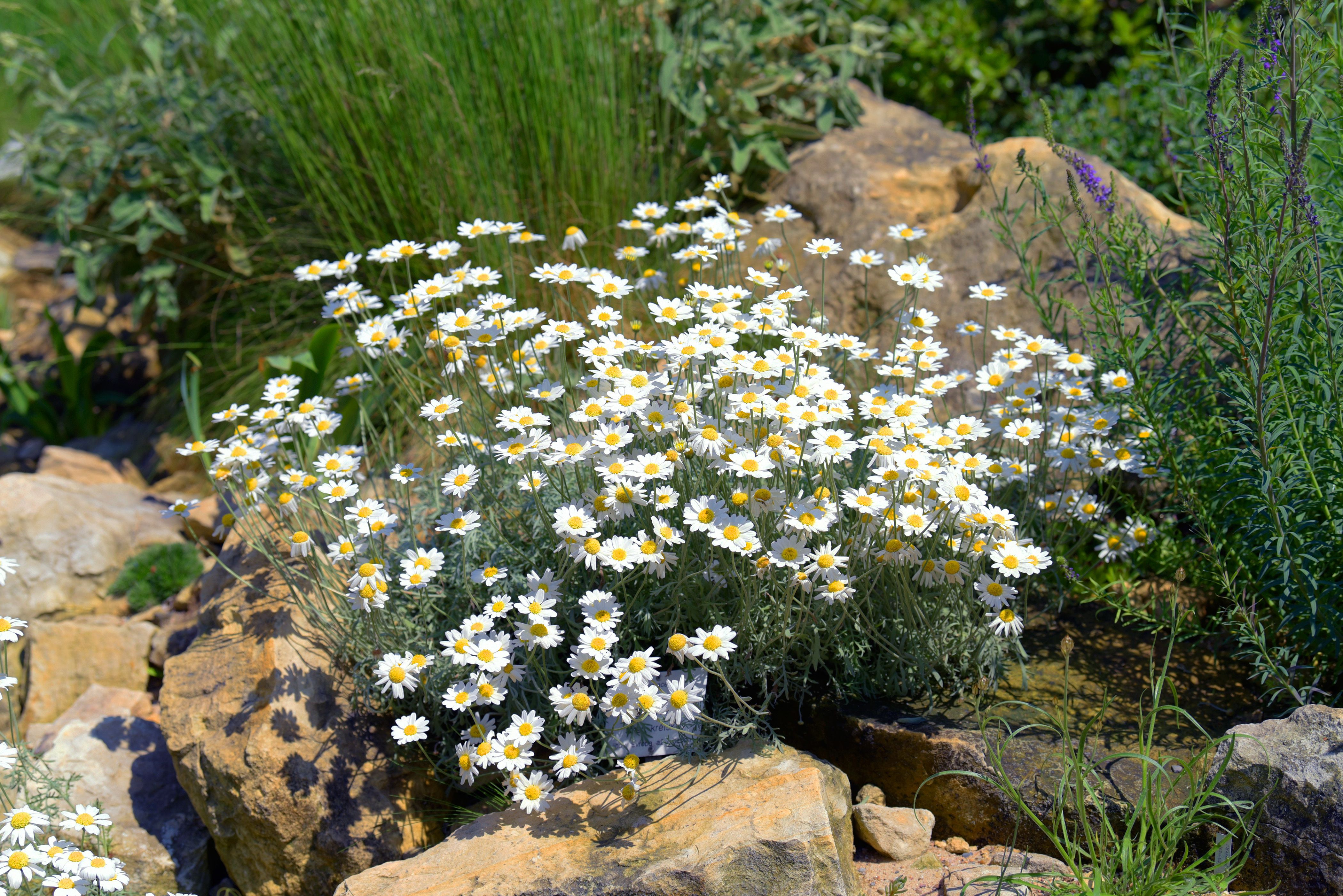 The 25 Prettiest White Flowers for Your Garden