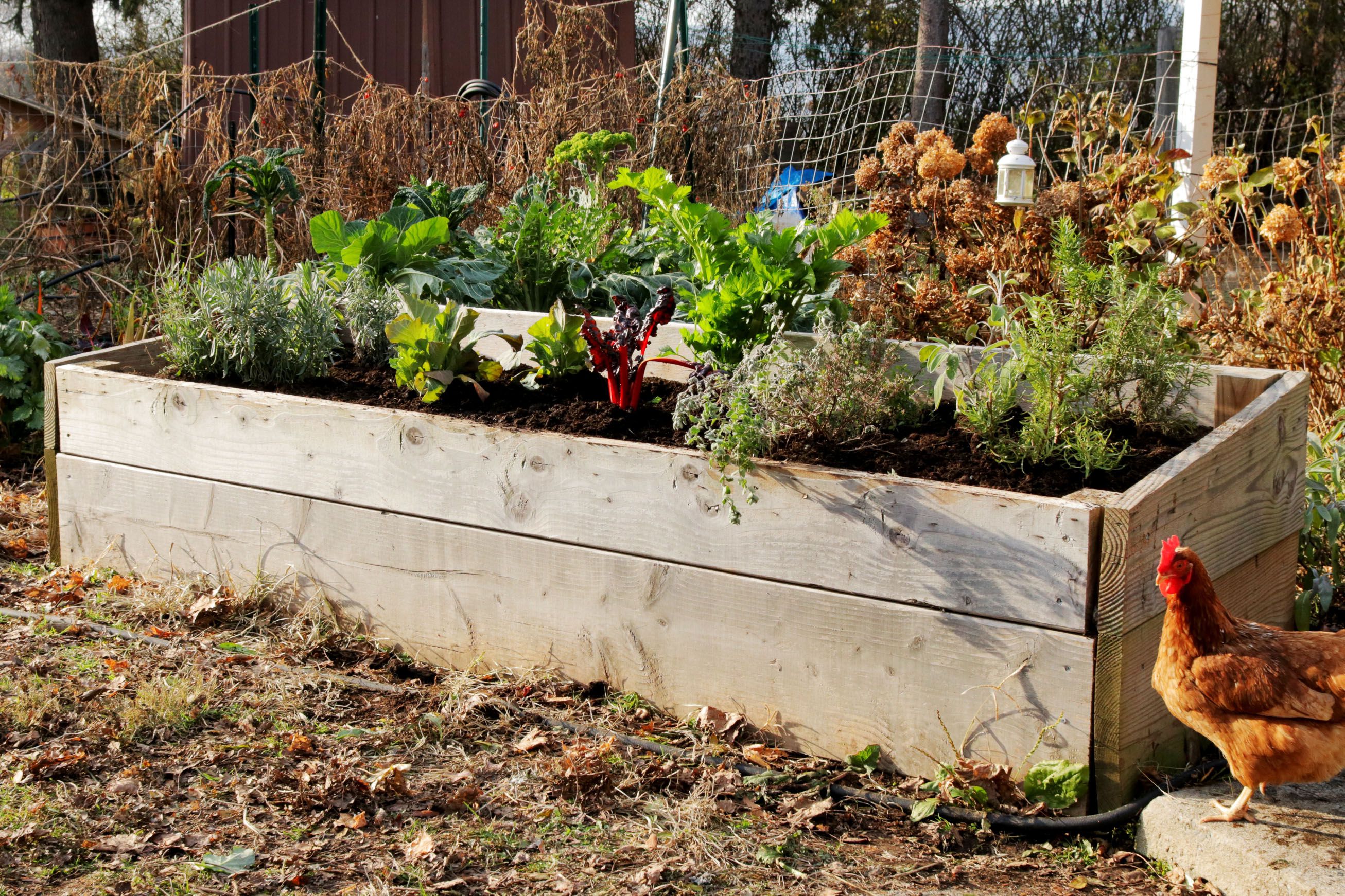 Everything You Need to Know About Building Raised Beds