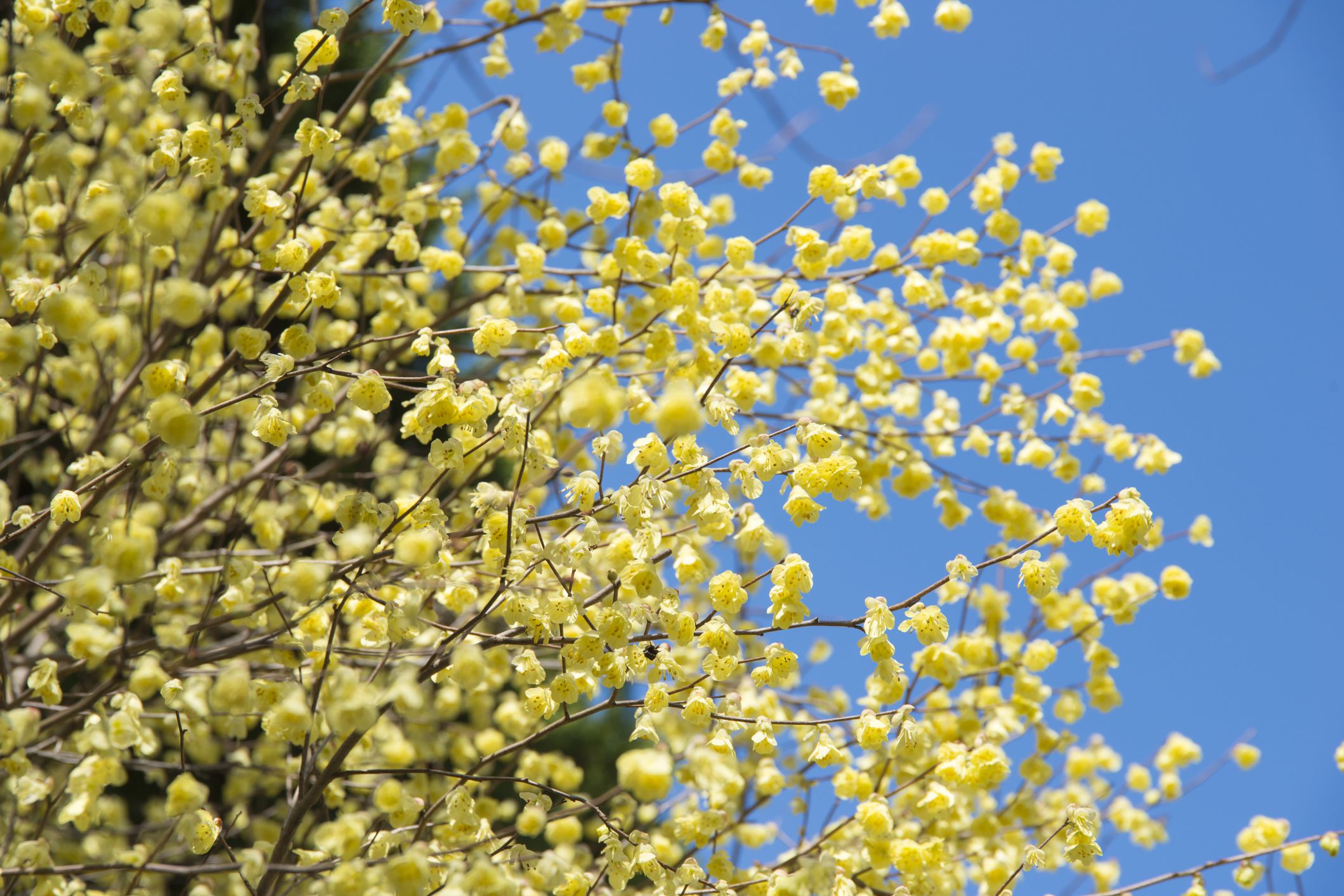 10 Beautiful Plants That Bloom in Winter