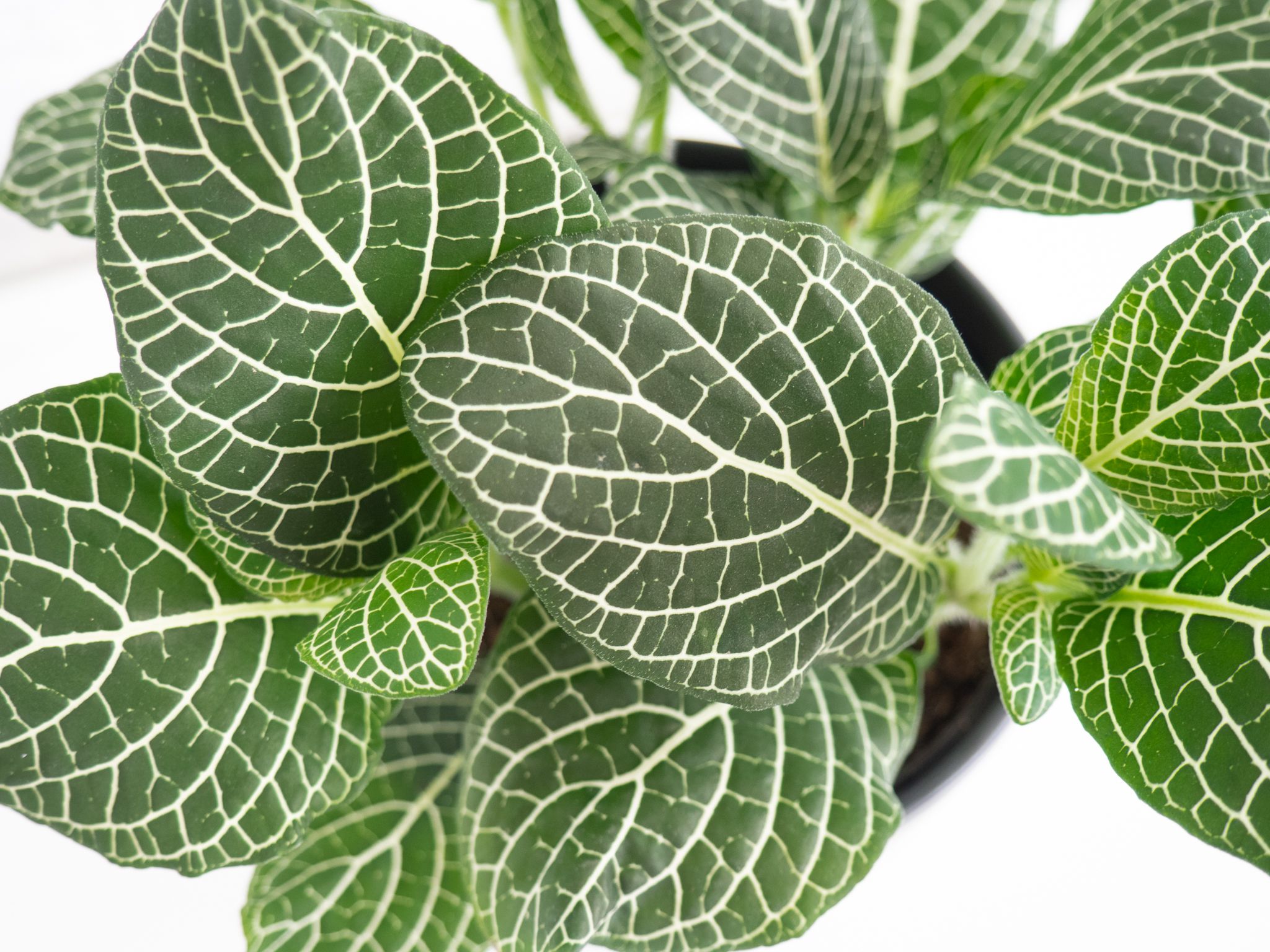 These Indoor Plants Actually Clean Your Homes Air