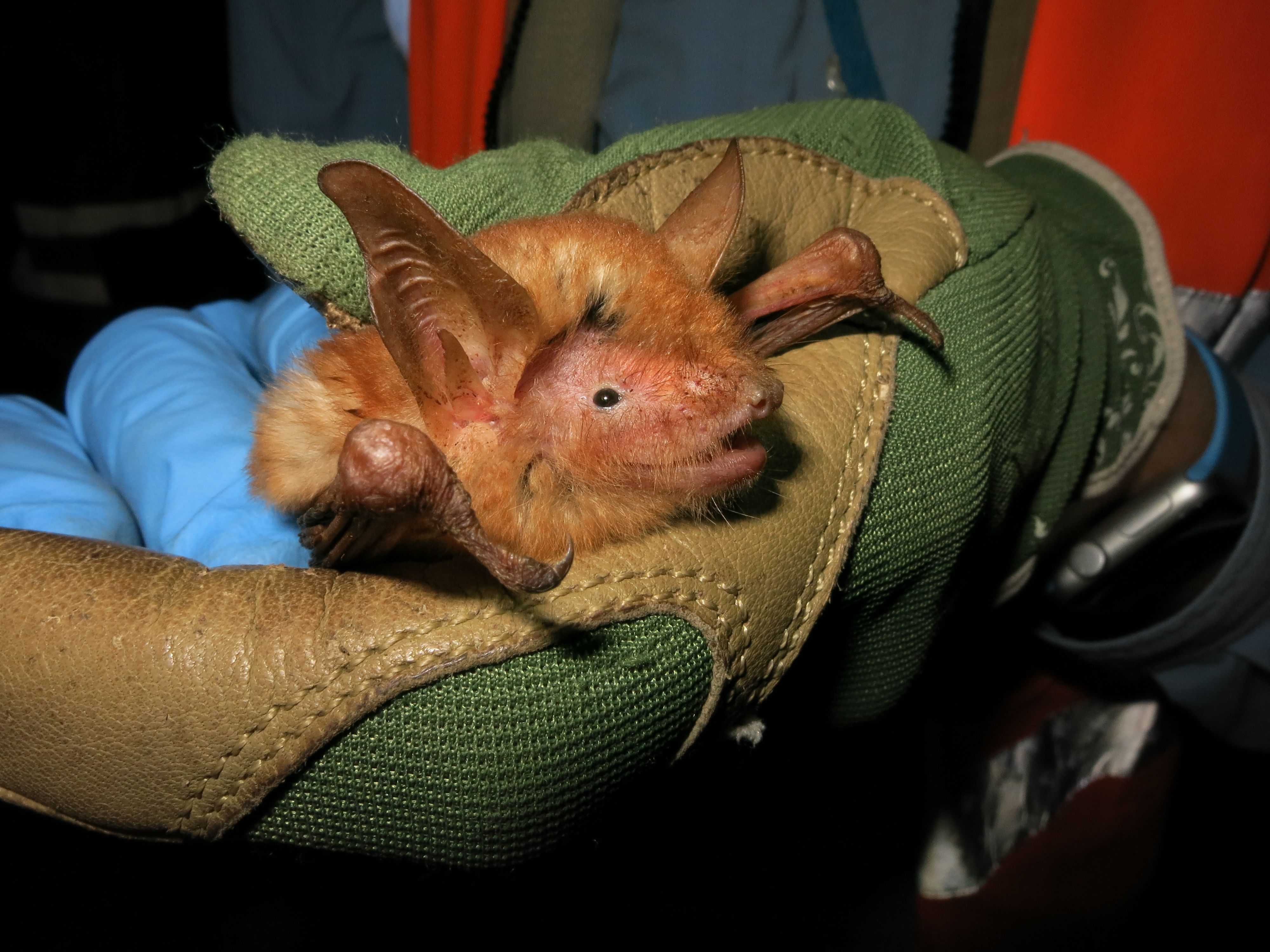 New Orange-Colored Bat Discovered in West Africa