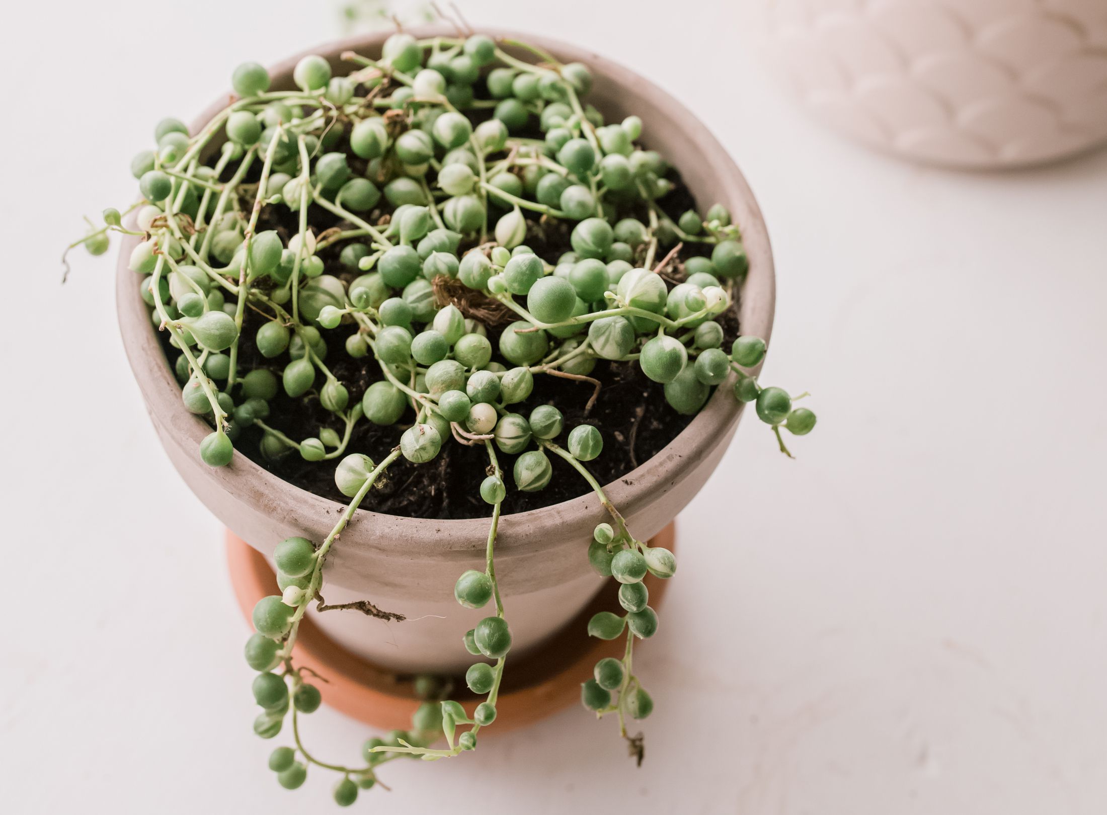 9 Tiny Houseplants to Add to Any Corner of Your Home