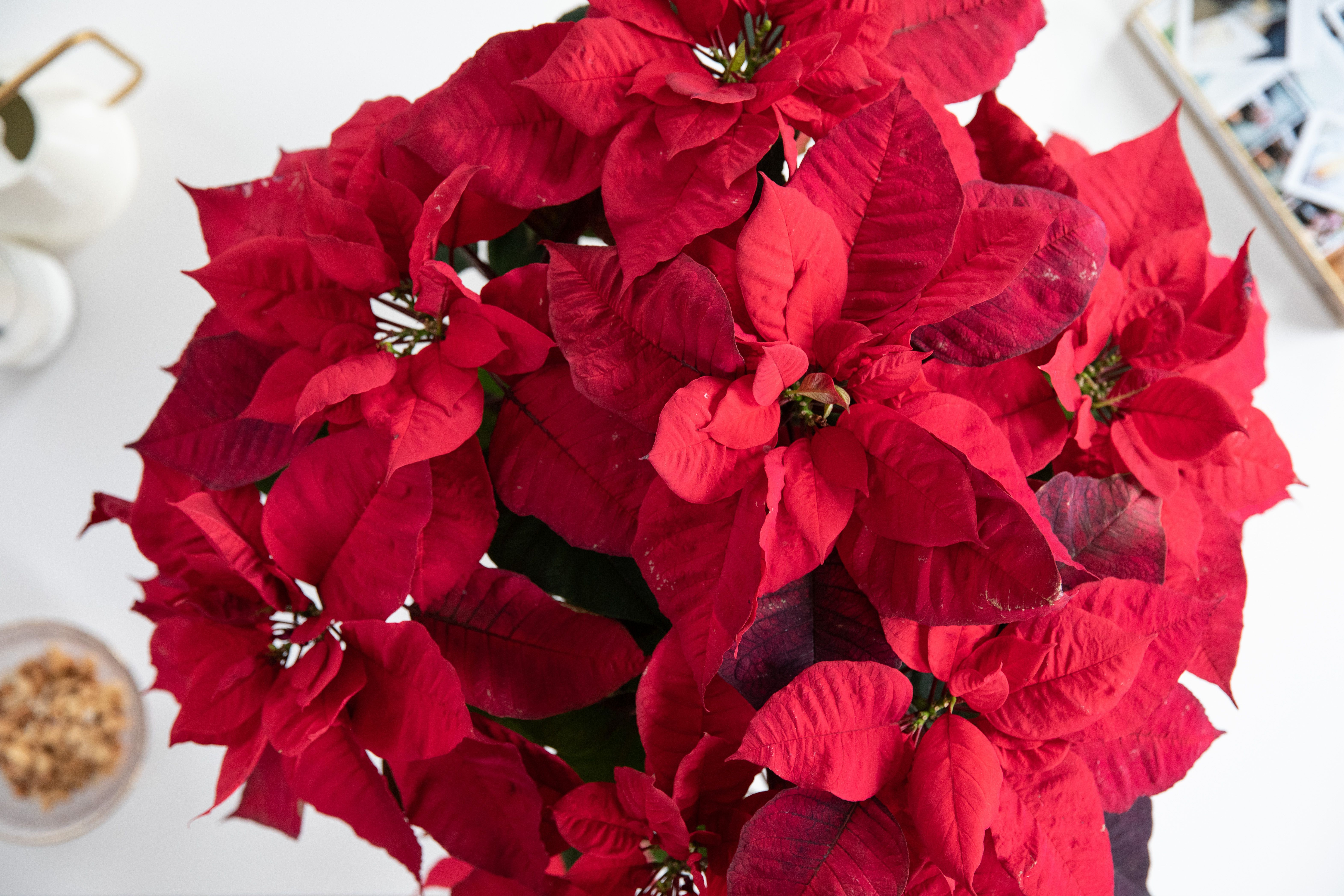 15 Festive Christmas Plants and Their Meanings