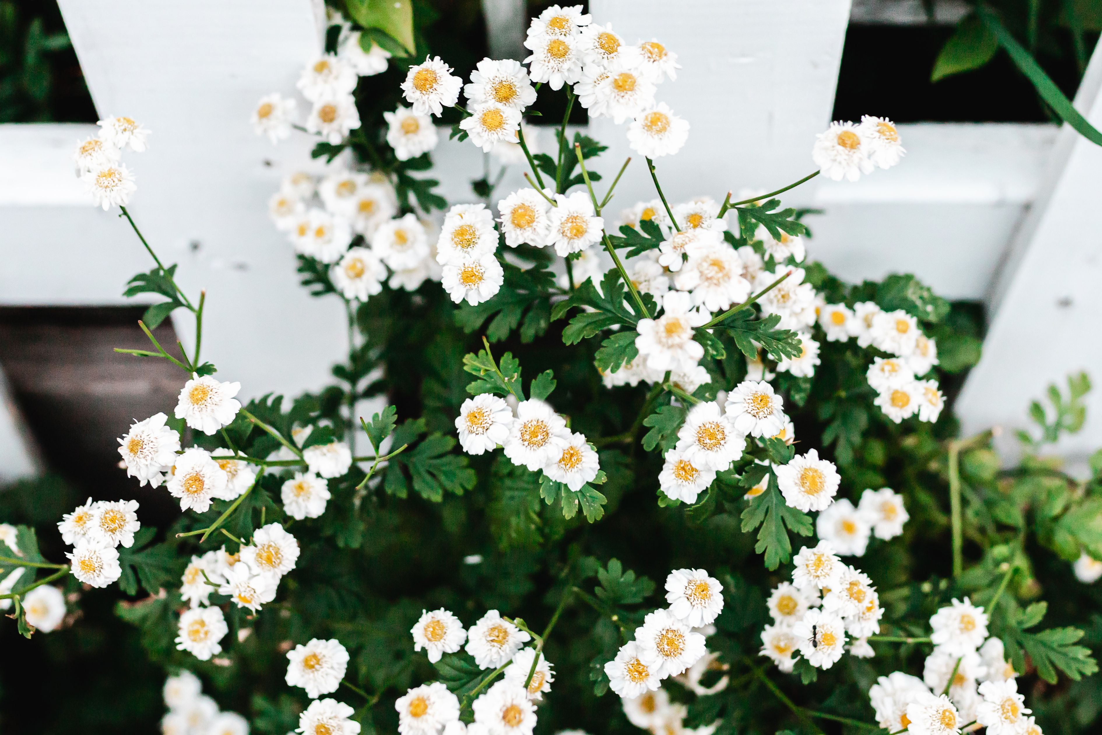 The 10 Most Beautful Shrubs With White Flowers