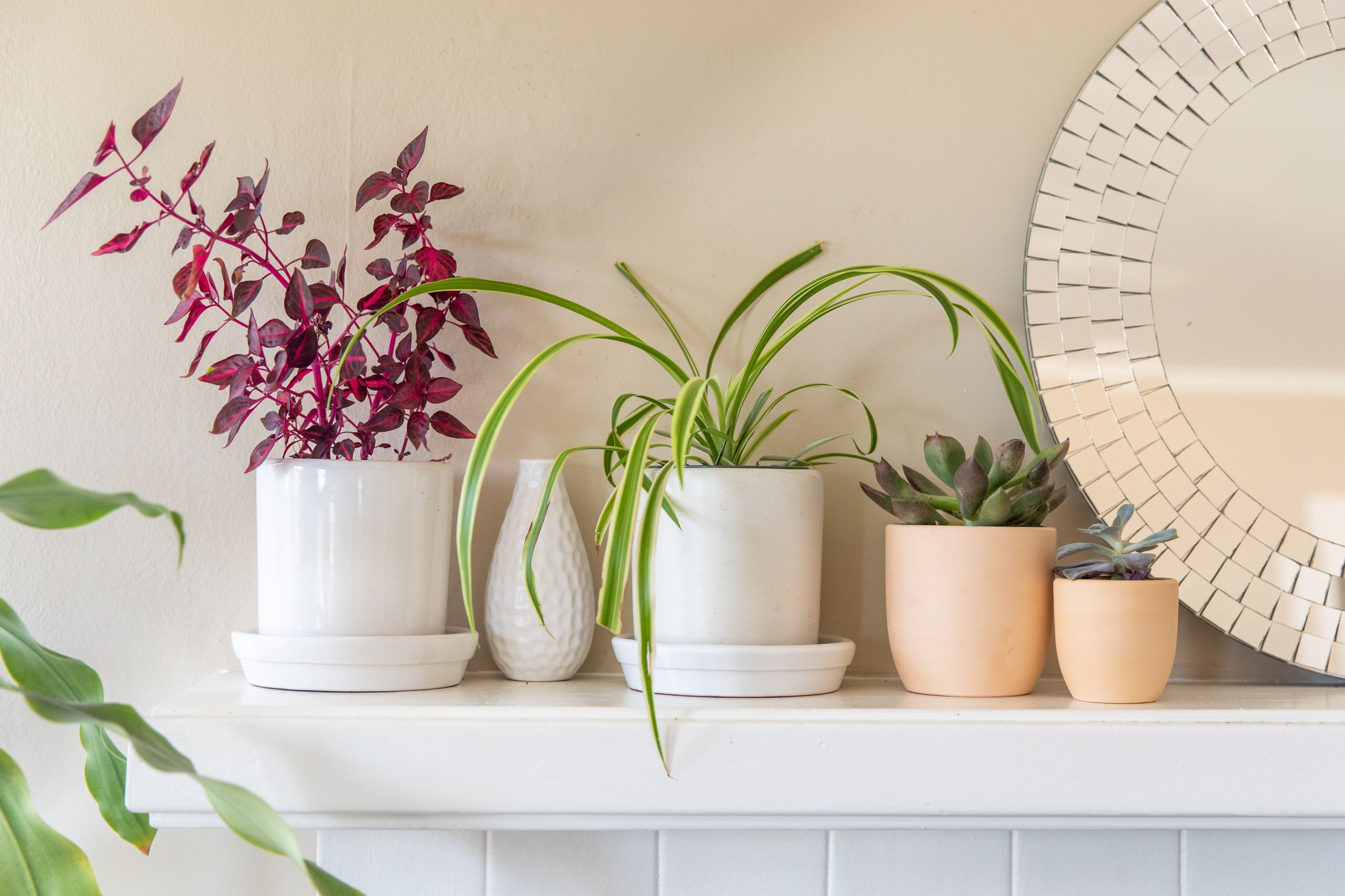 Our Favorite Ways to Decorate With Plants