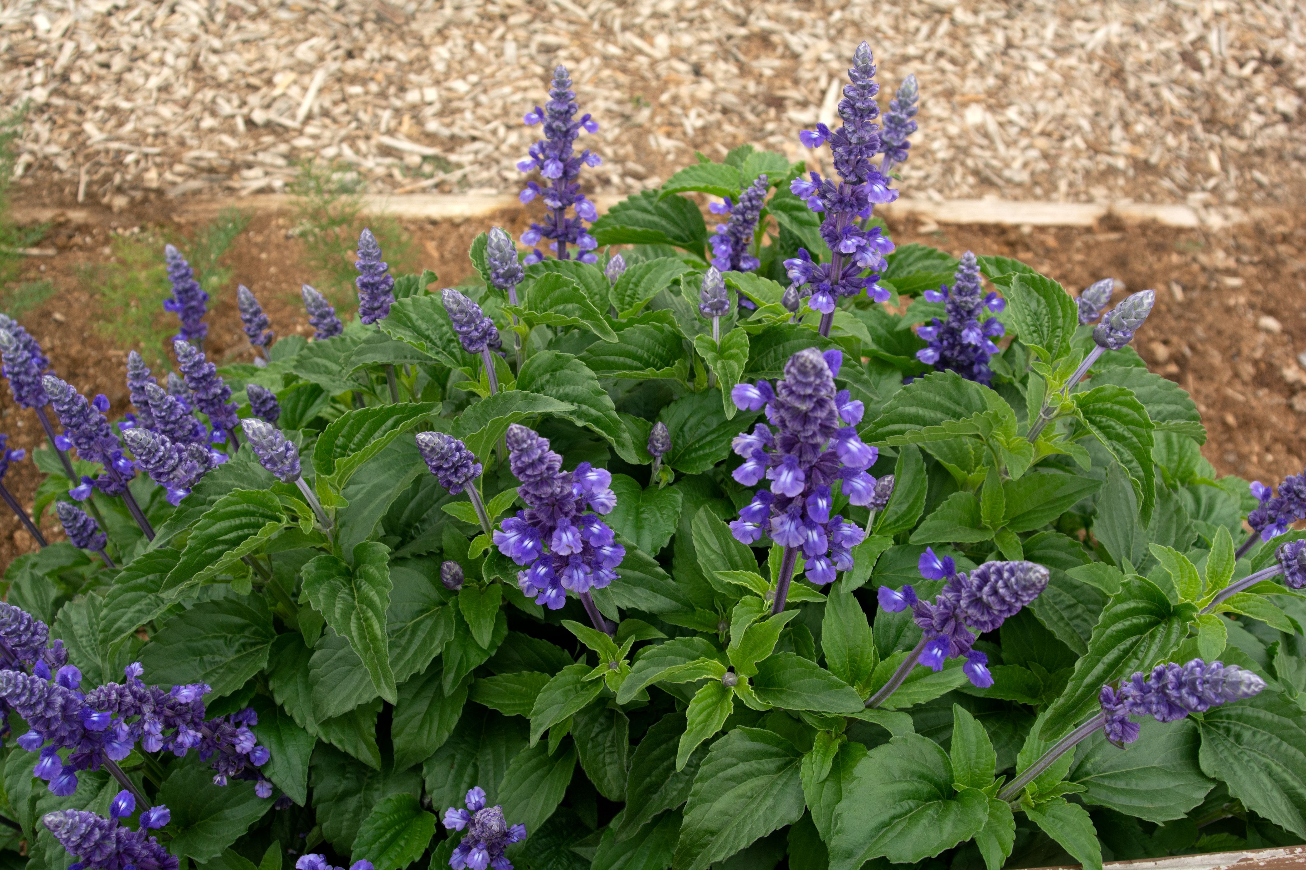 The Ornamental Sage That Can Bloom All Summer Long