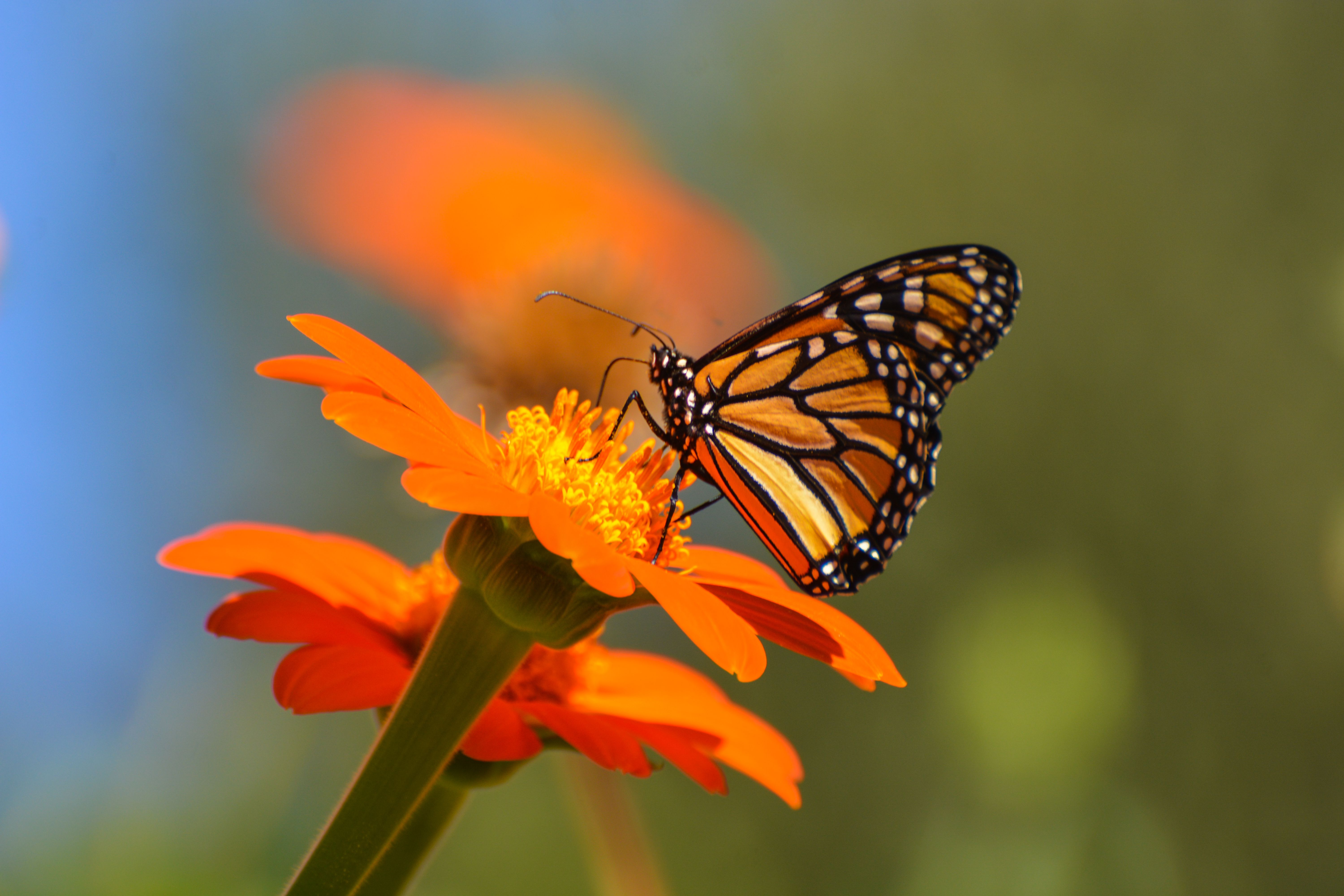 Butterflies are Disappearing in the Western US