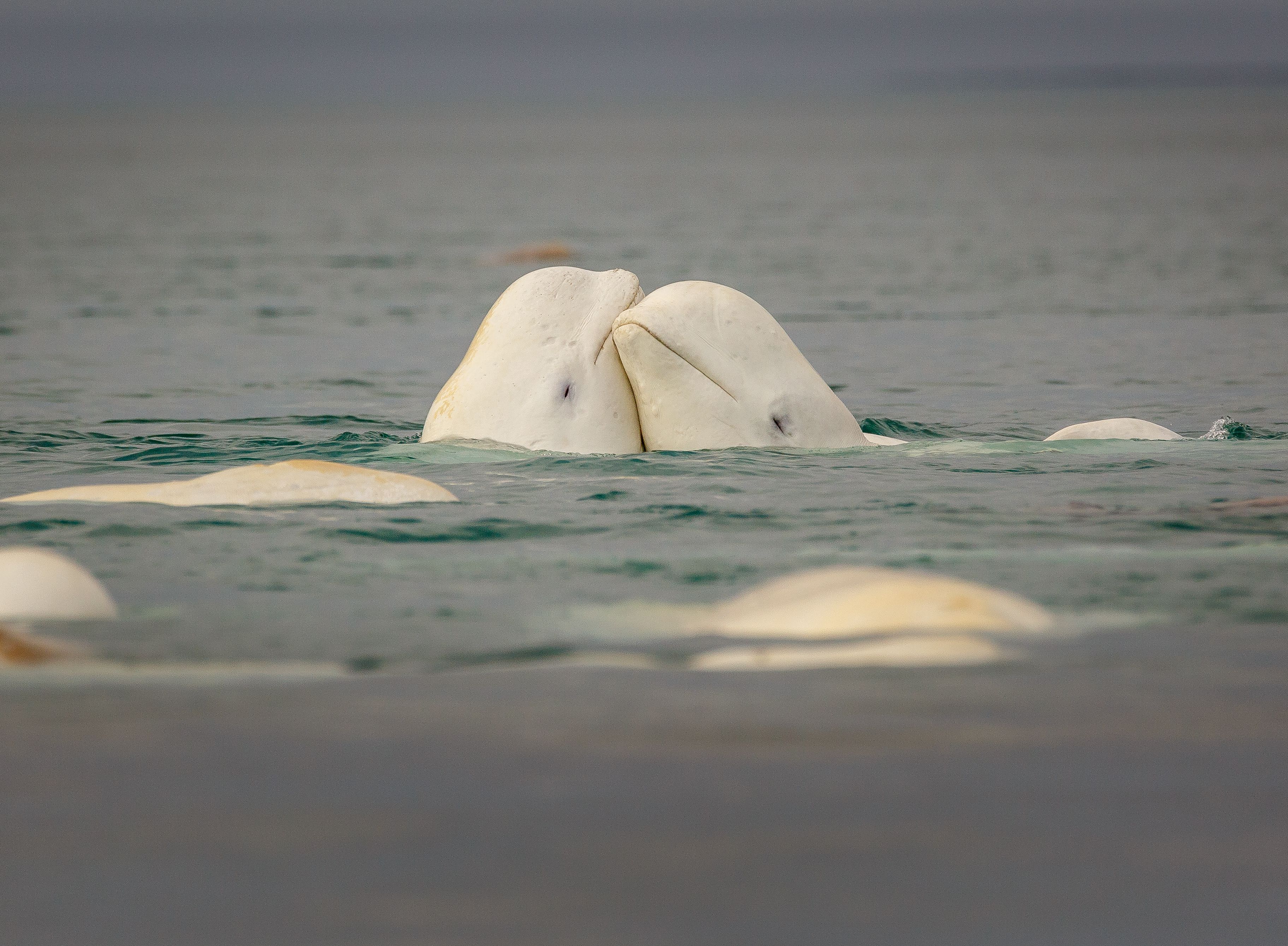 9 Beguiling Facts About Belugas