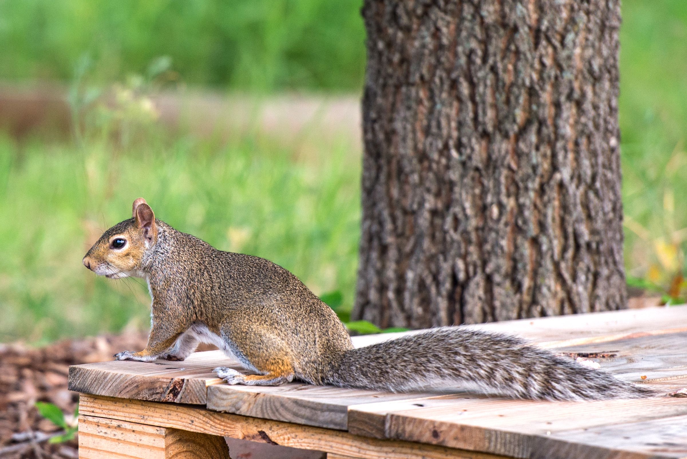 How to Keep Squirrels Out of Your Garden Once and for All
