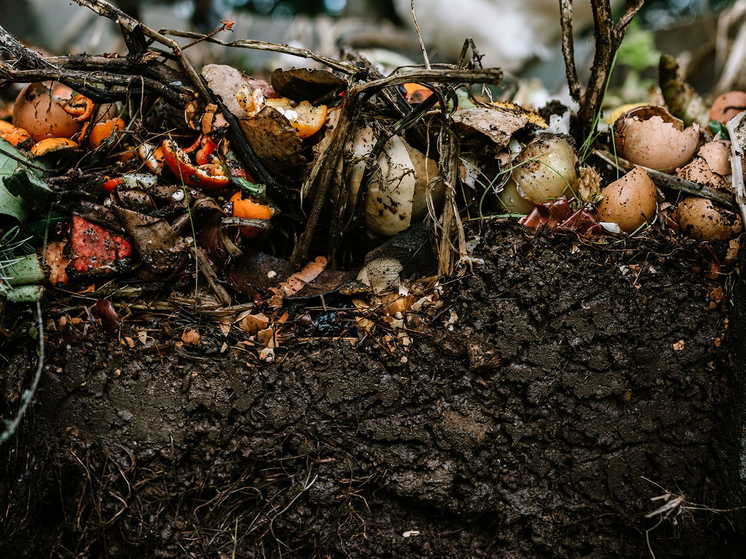 Turn Food Waste Into Garden Gold