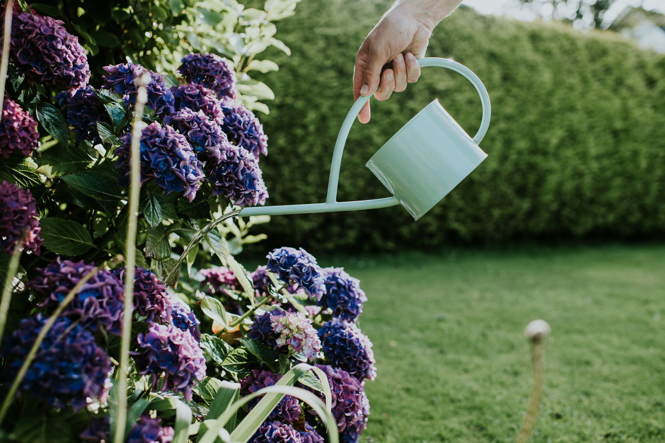 When and How to Fertilize Hydrangeas