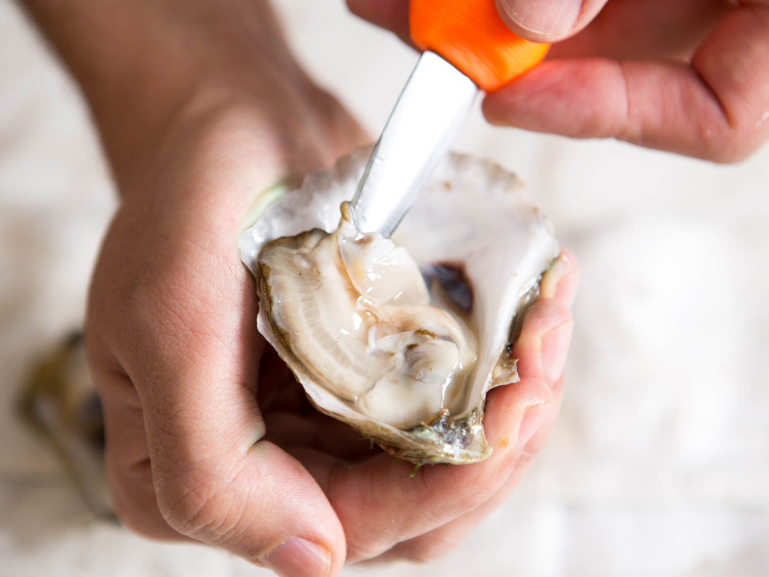 How to Shuck an Oyster