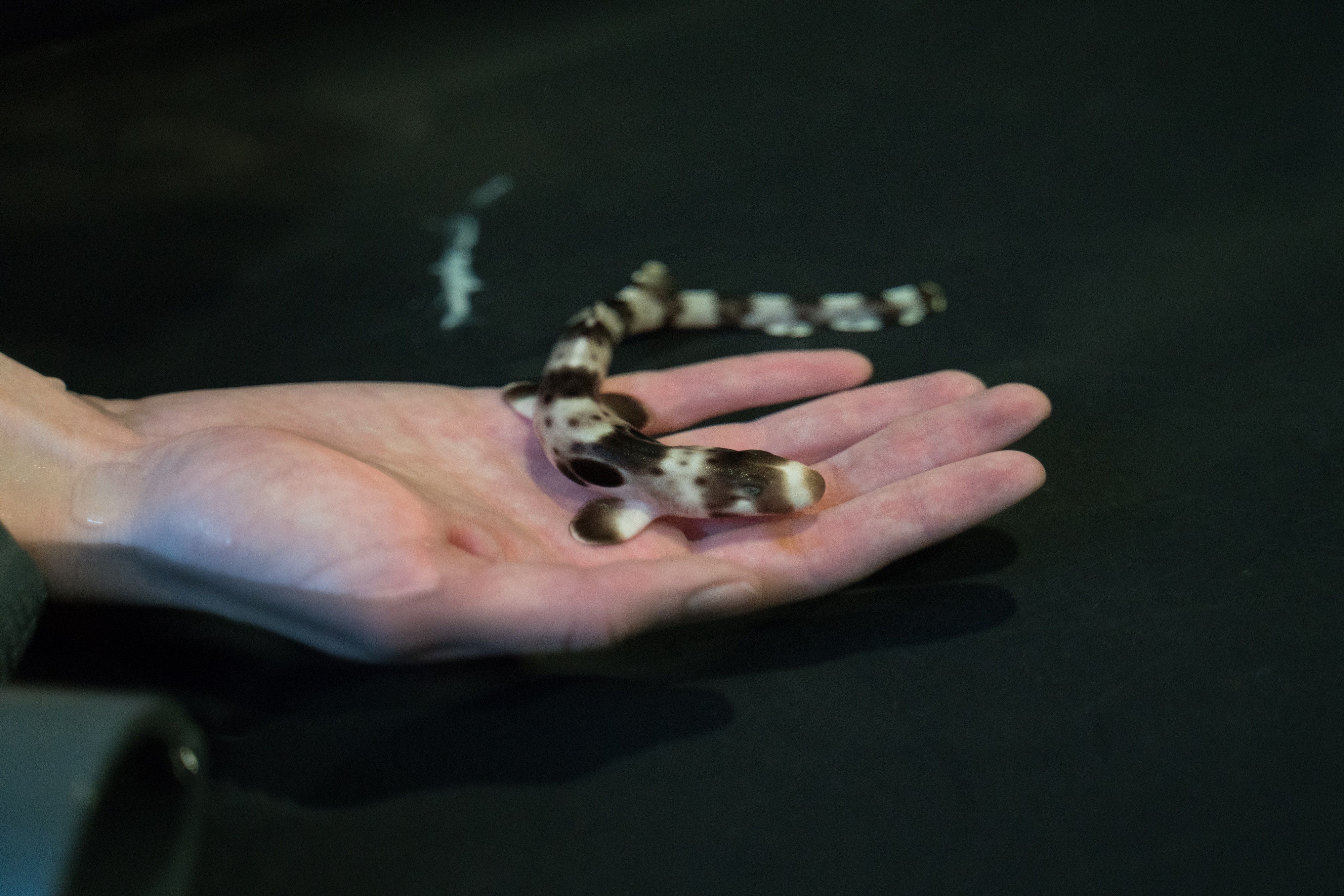 How a Warming Future Could Threaten Baby Sharks