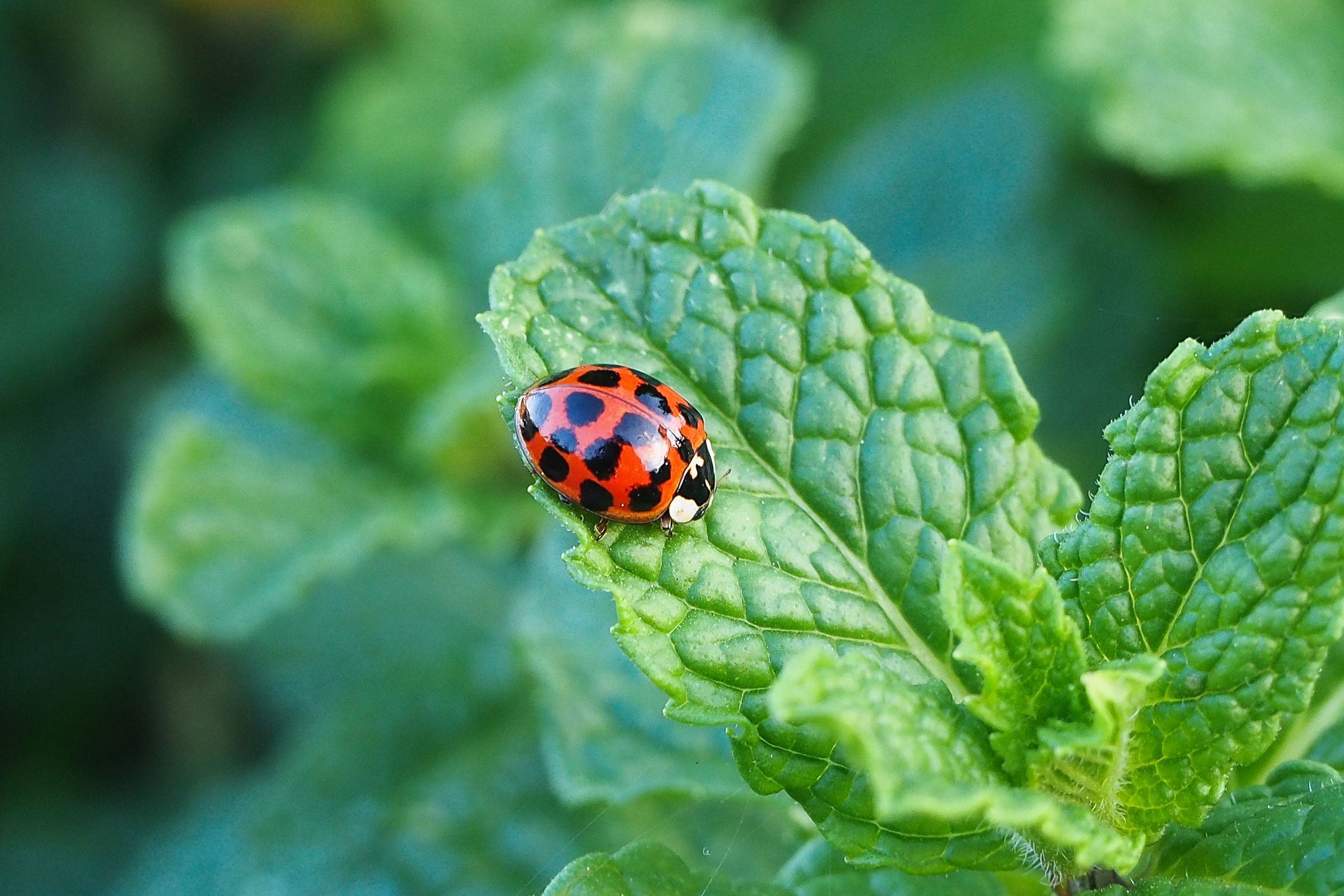 How to Attract Ladybugs and Other Beetles to Your Garden