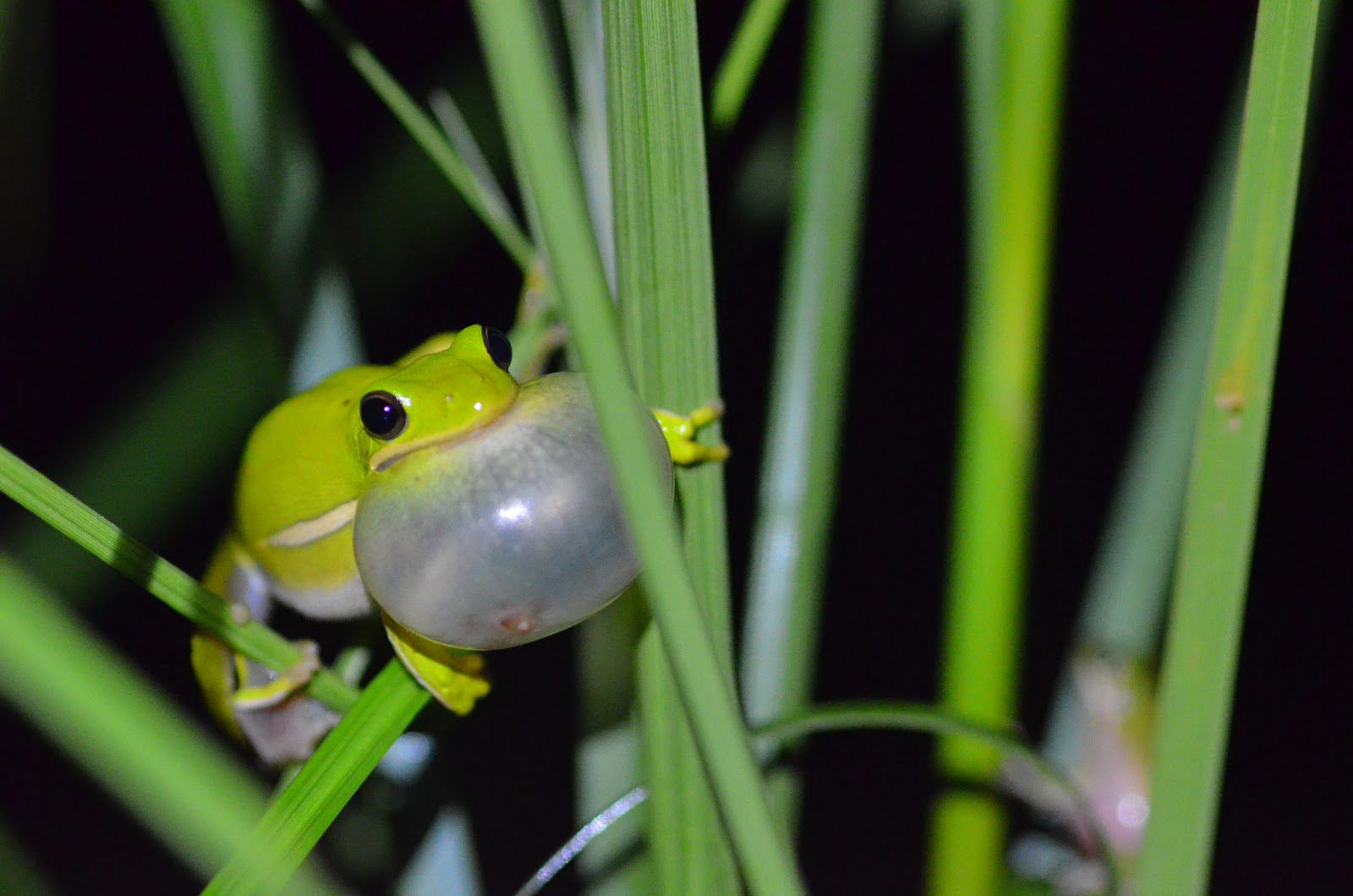 Frogs Lungs Act Like Noise-Canceling Headphones