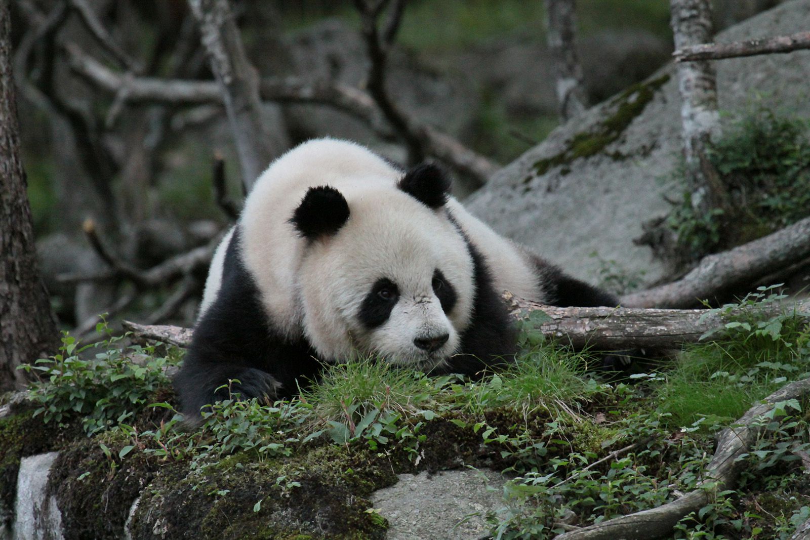 Helping Giant Pandas