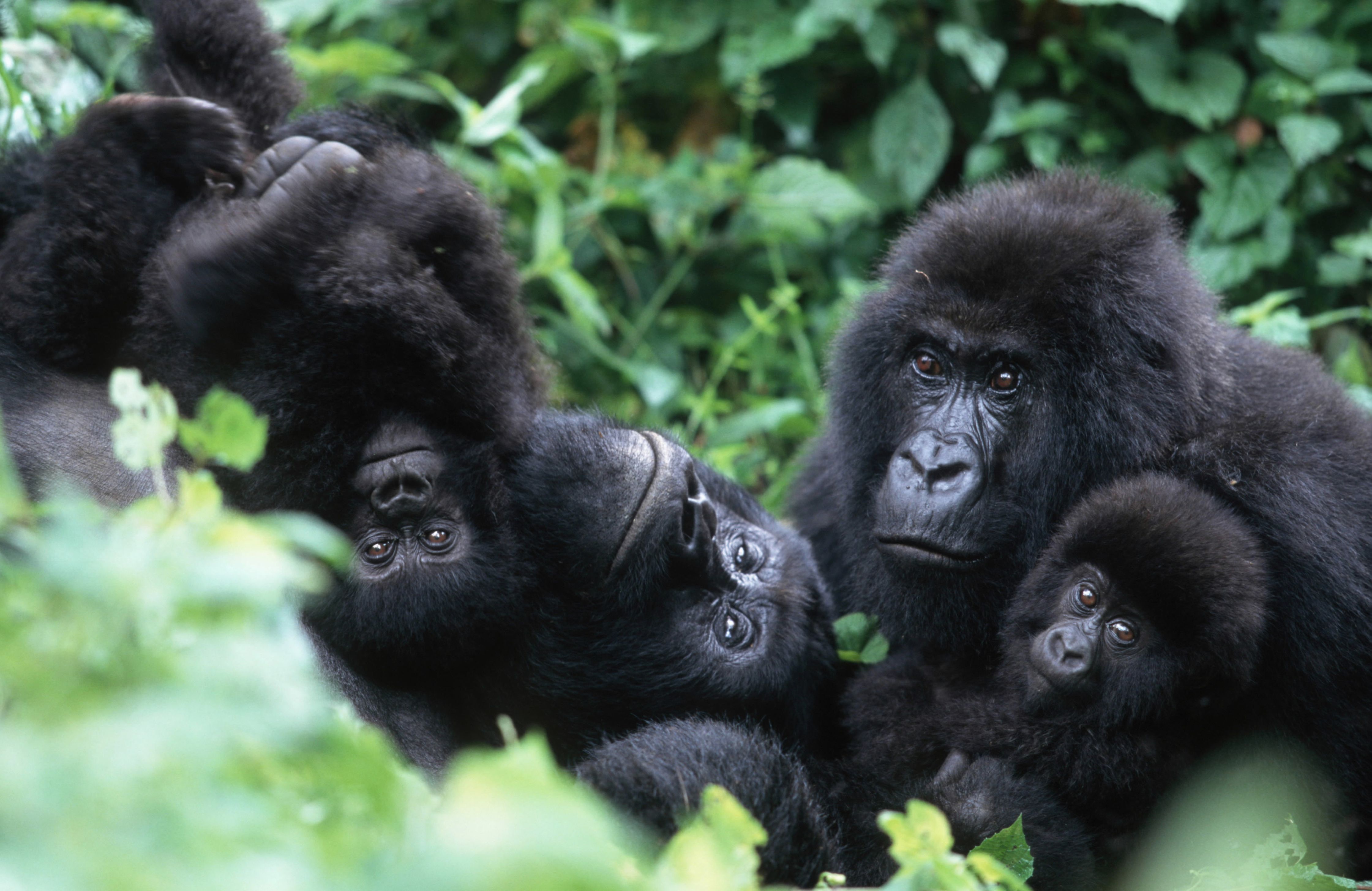 Mountain Gorillas Are Friendly with Some Neighbors