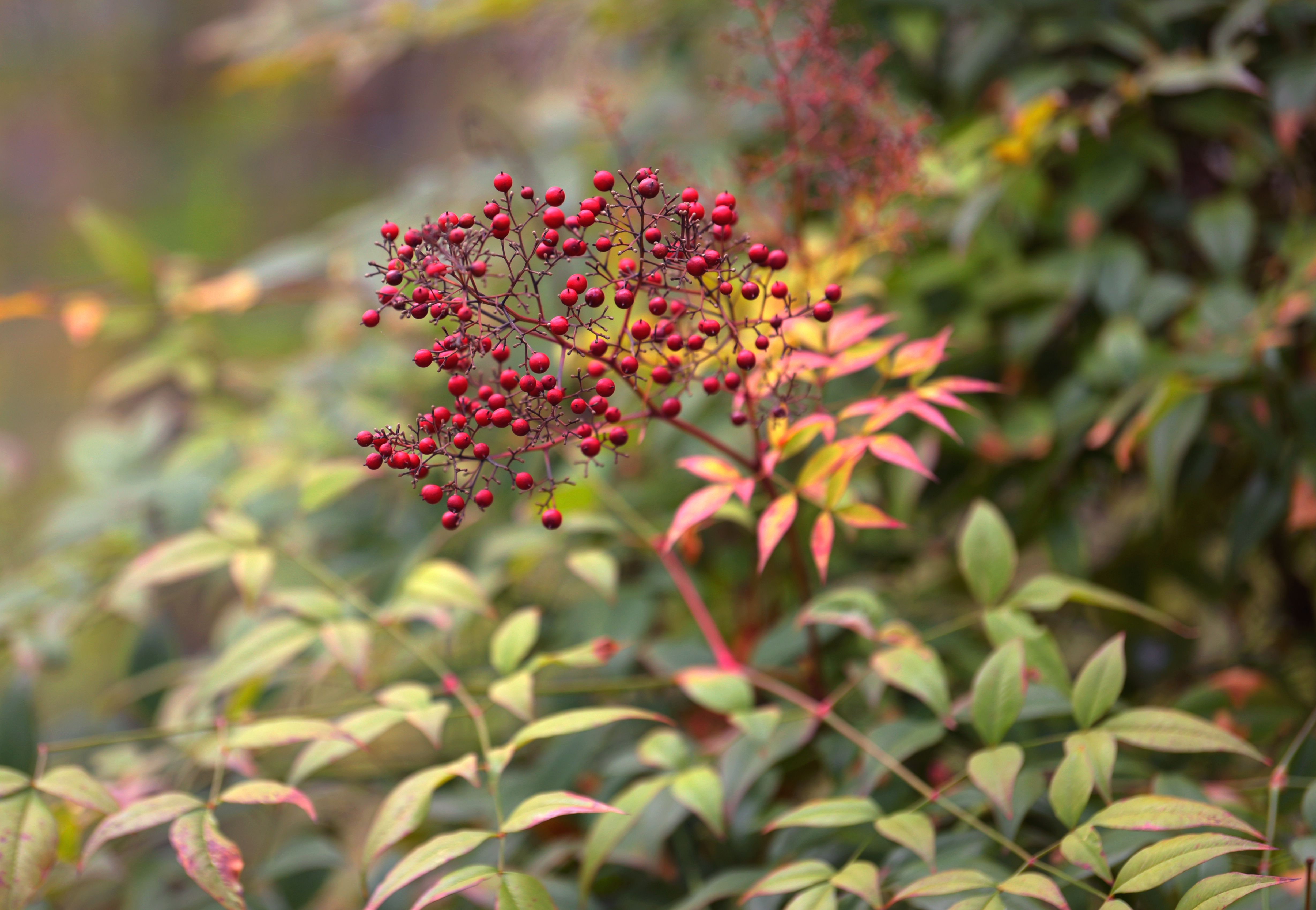 20 Invasive Shrubs You Dont Want in Your Garden