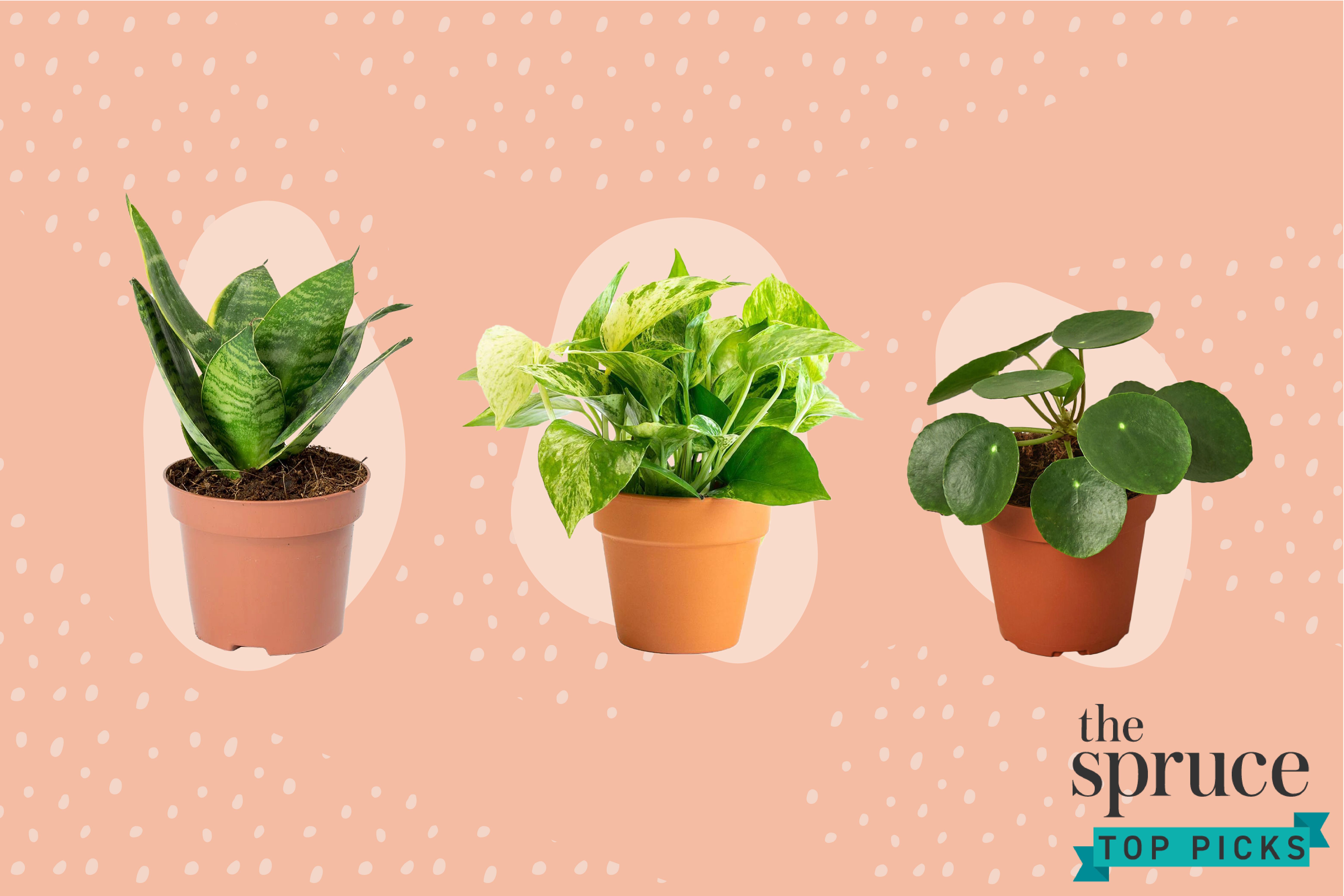 Our Favorite Places to Buy Plants Online