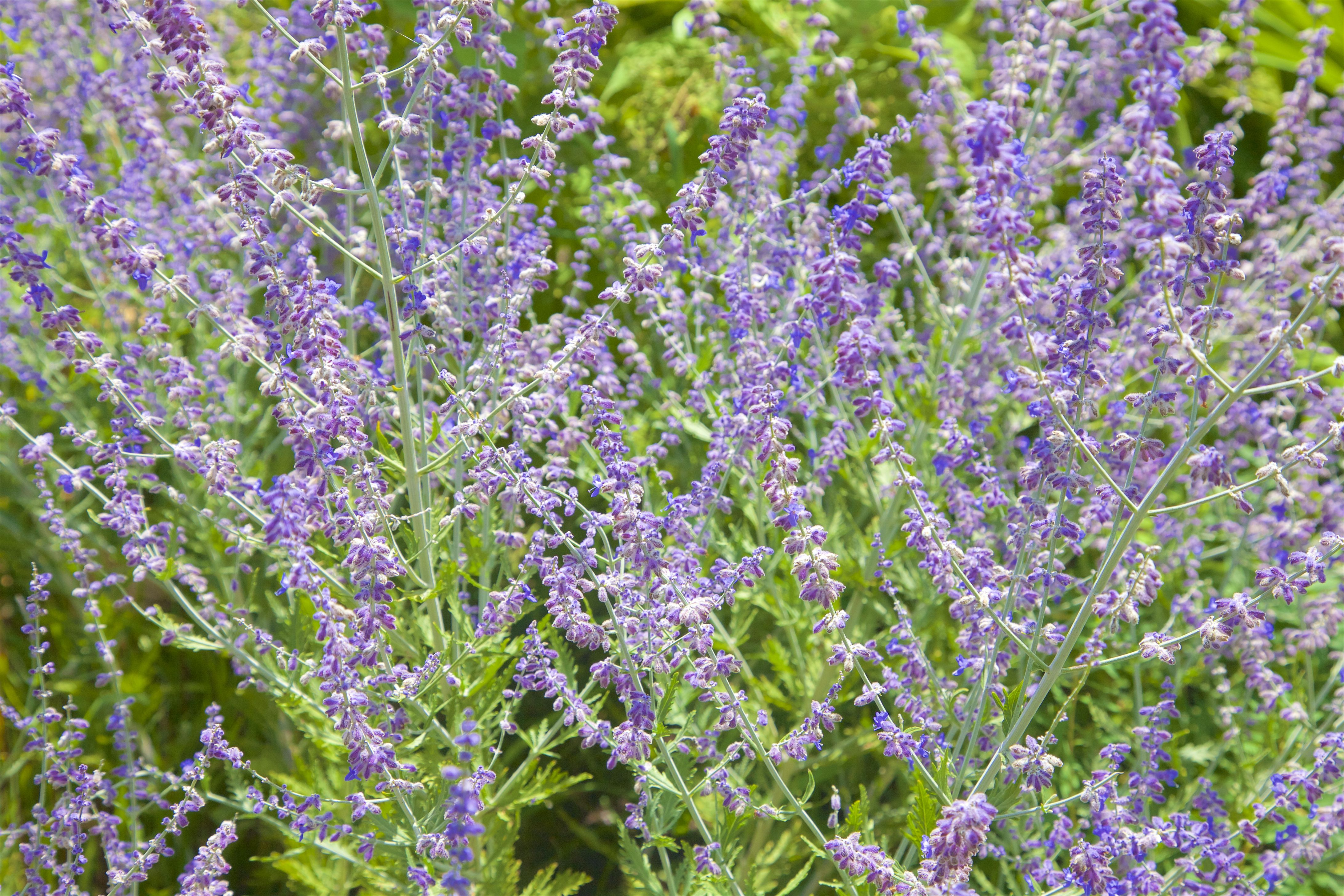 10 Gorgeous Late-Summer Flowering Shrubs