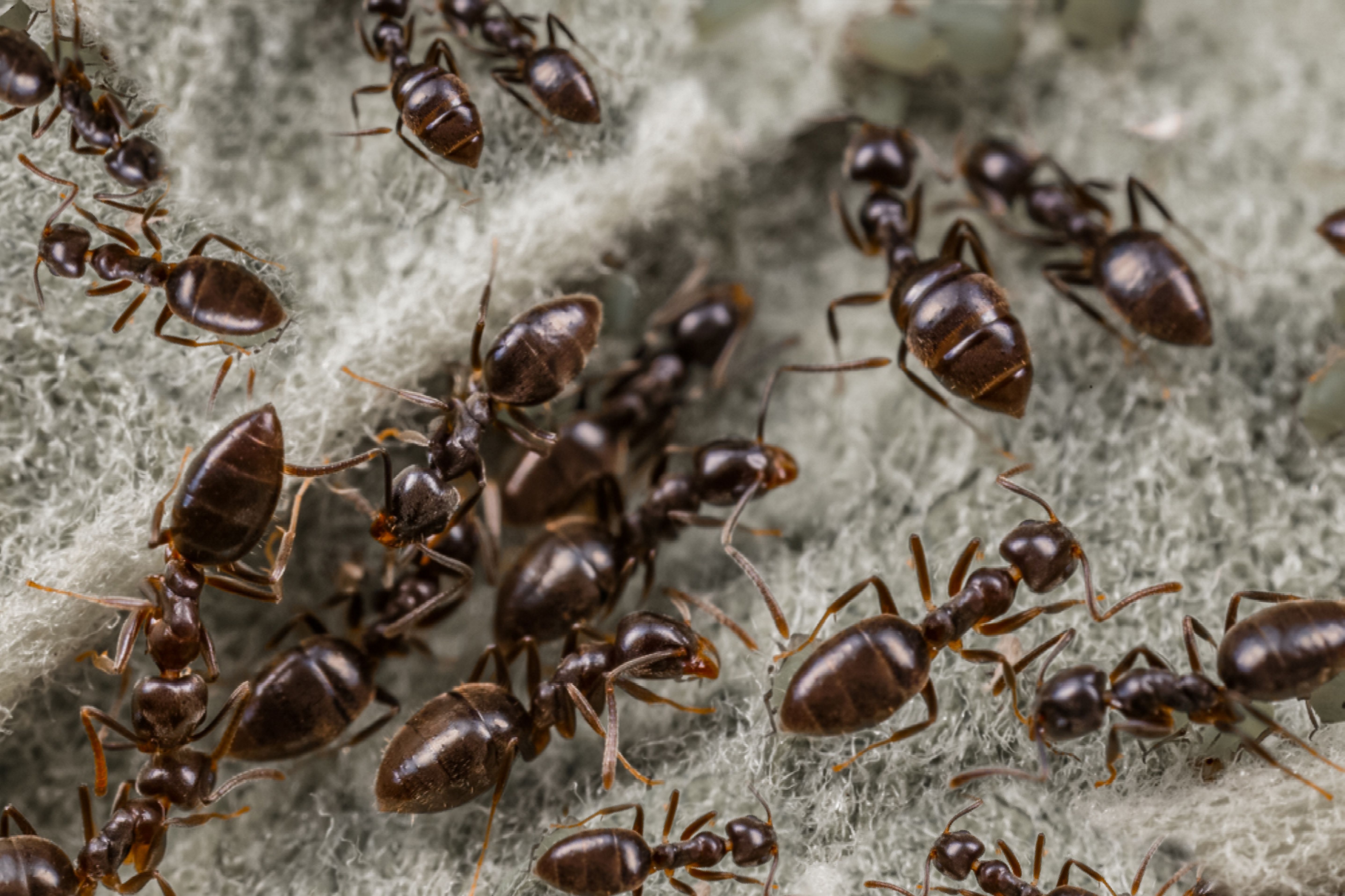 How to Get Rid of Ants in Your Home This Fall
