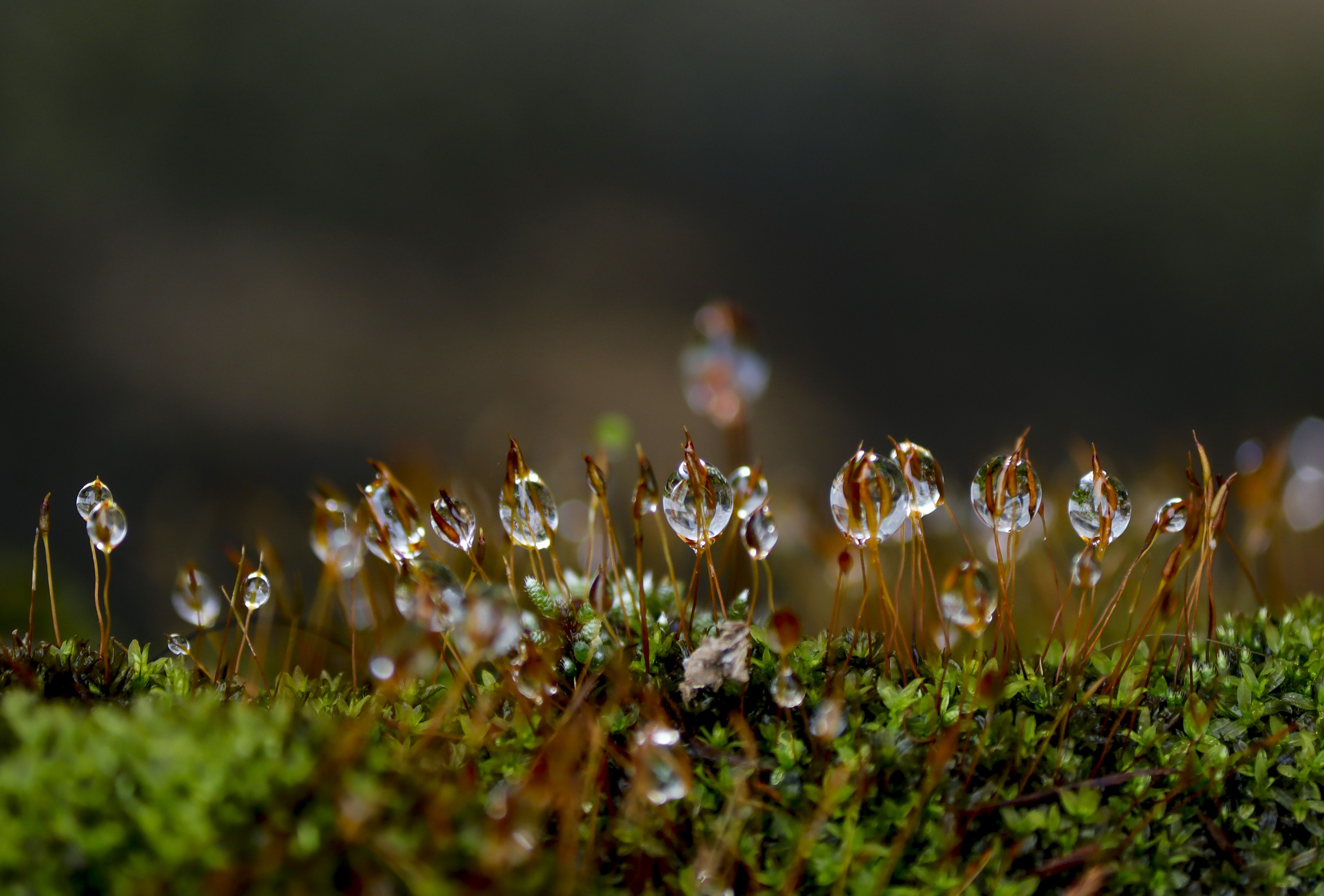 The Role of Water in a Forest Garden Design
