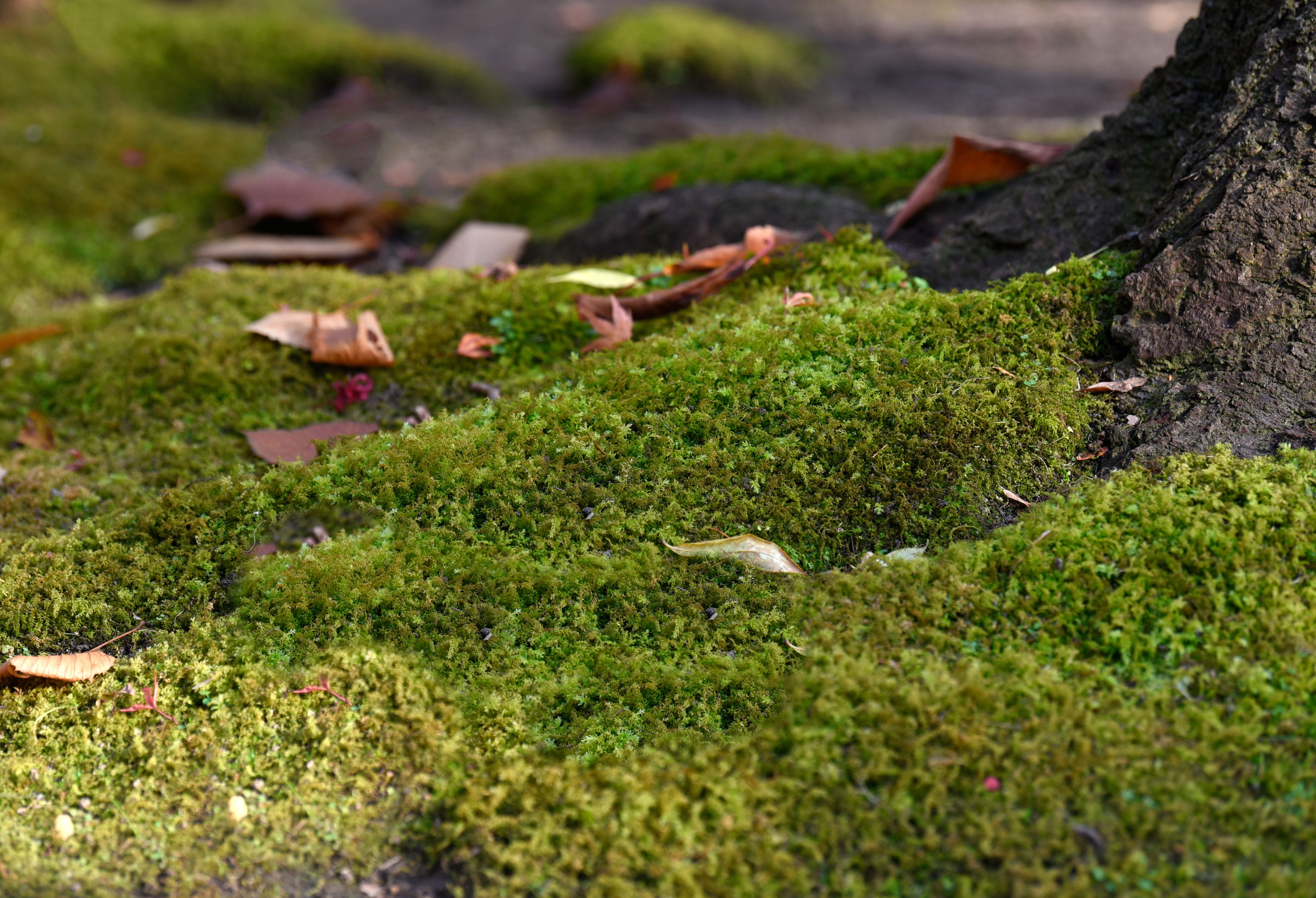 This Is Why Moss Makes a Great Ground Cover