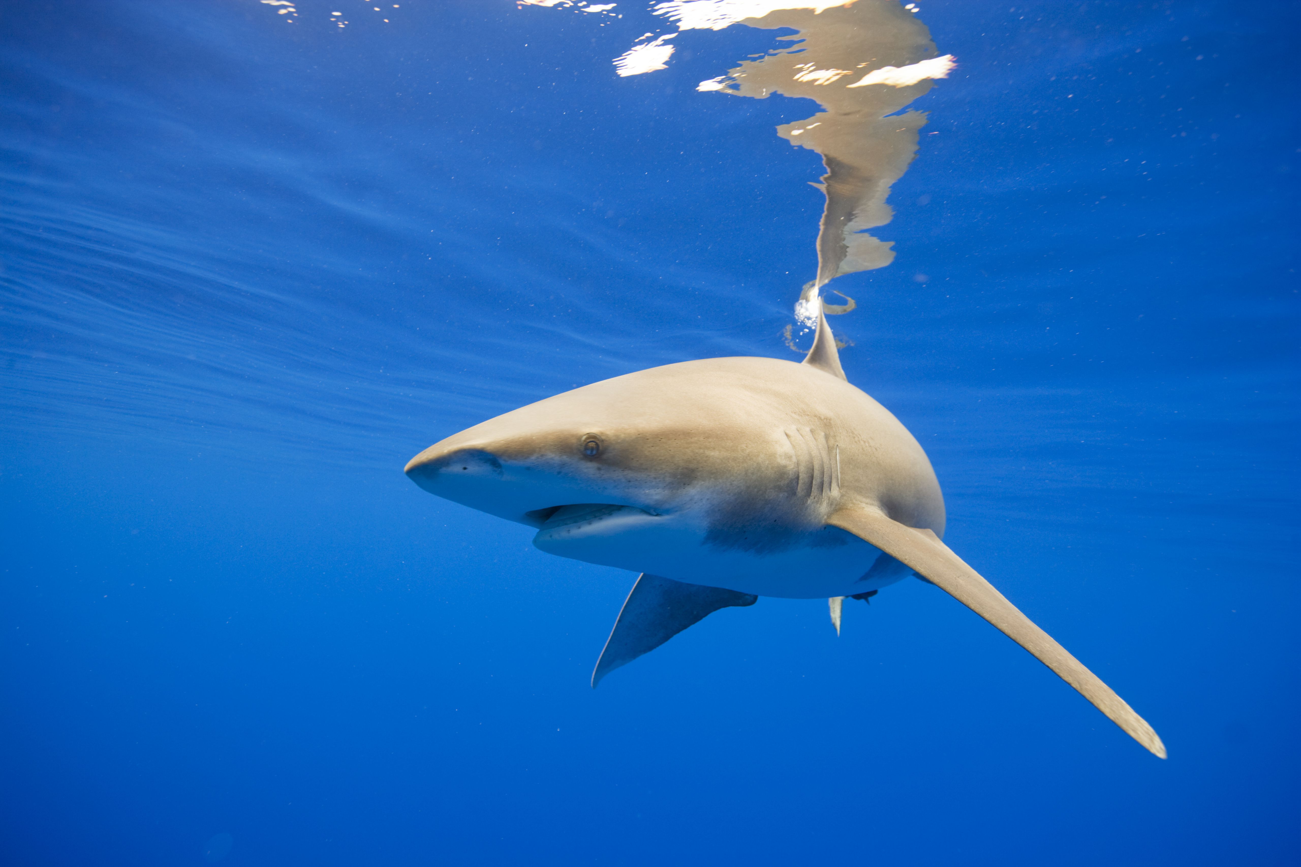 Overfishing Has Caused Shark Ray Population to Plummet