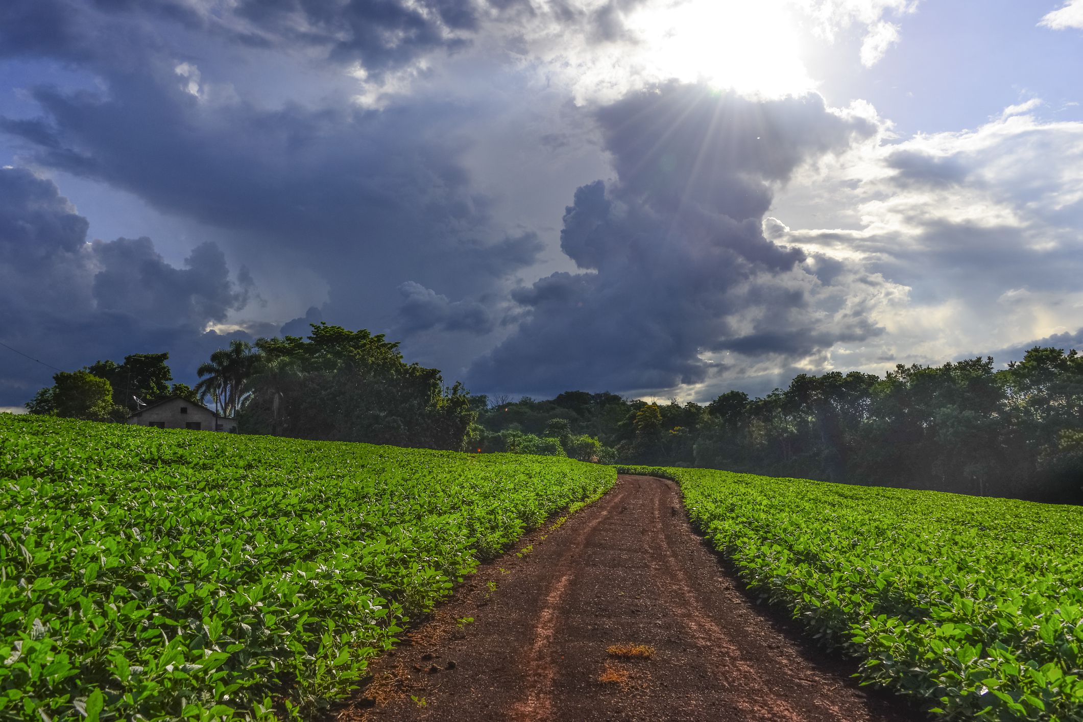 Hunger for Imported Food Is Driving Global Biodiversity Loss