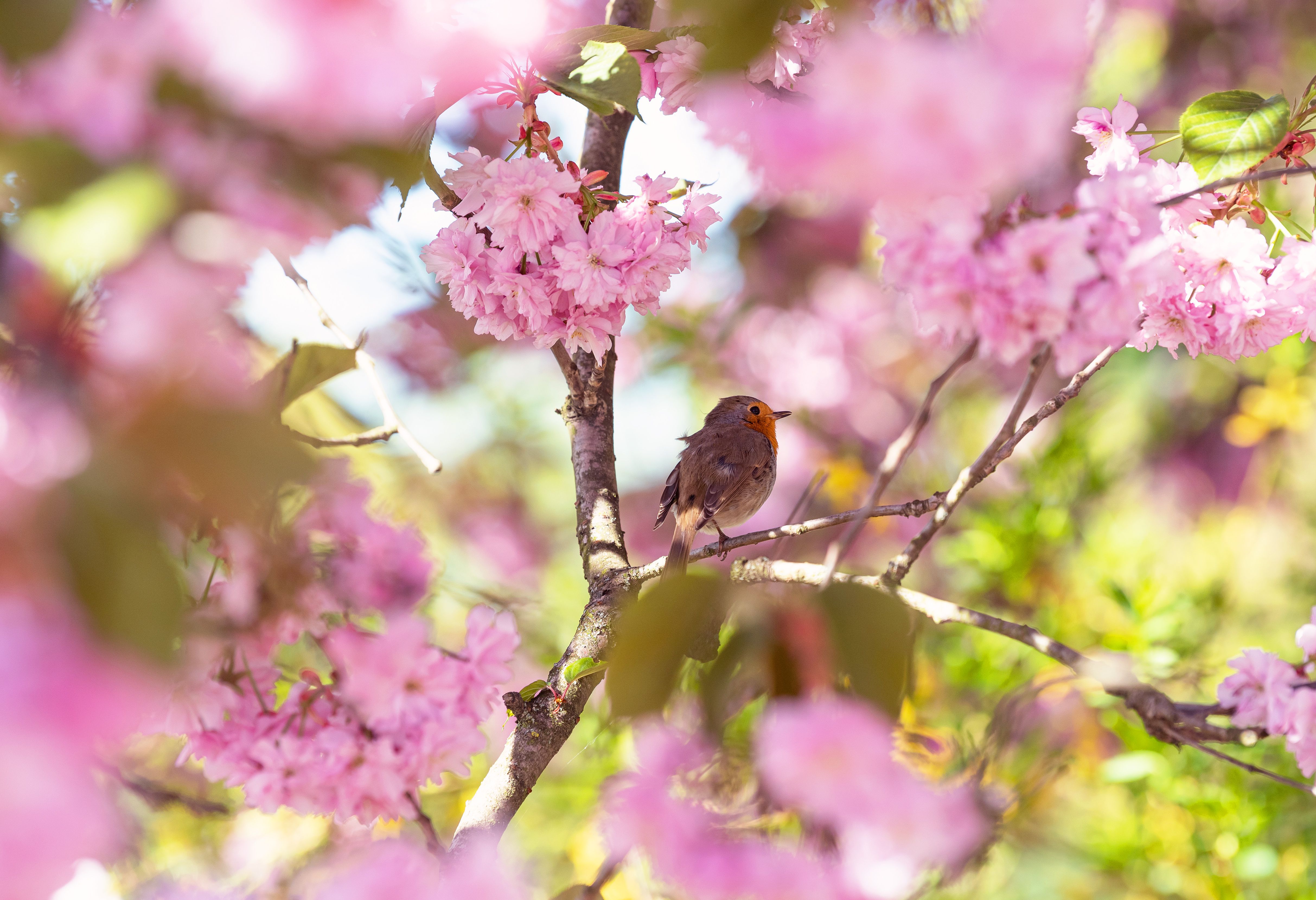 The Best Trees for Attracting Birds