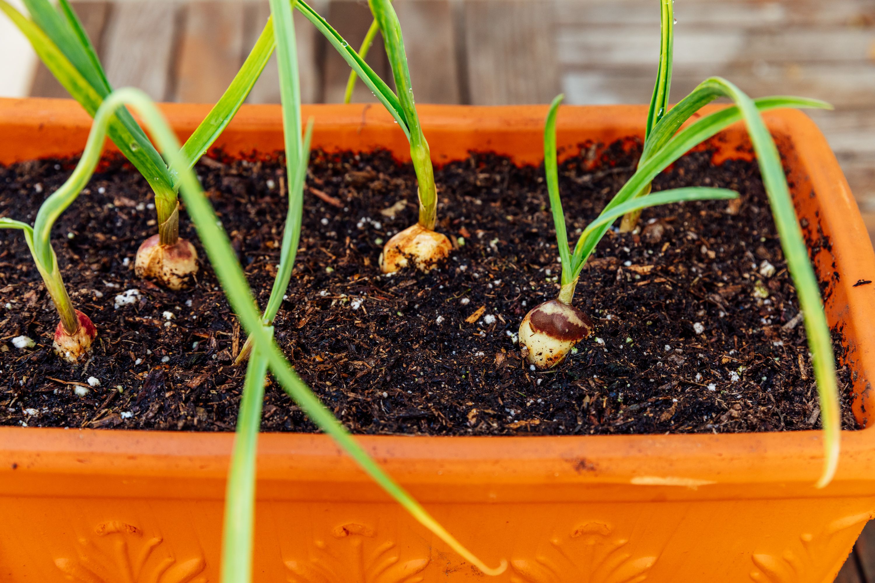 How to Grow Garlic in Containers