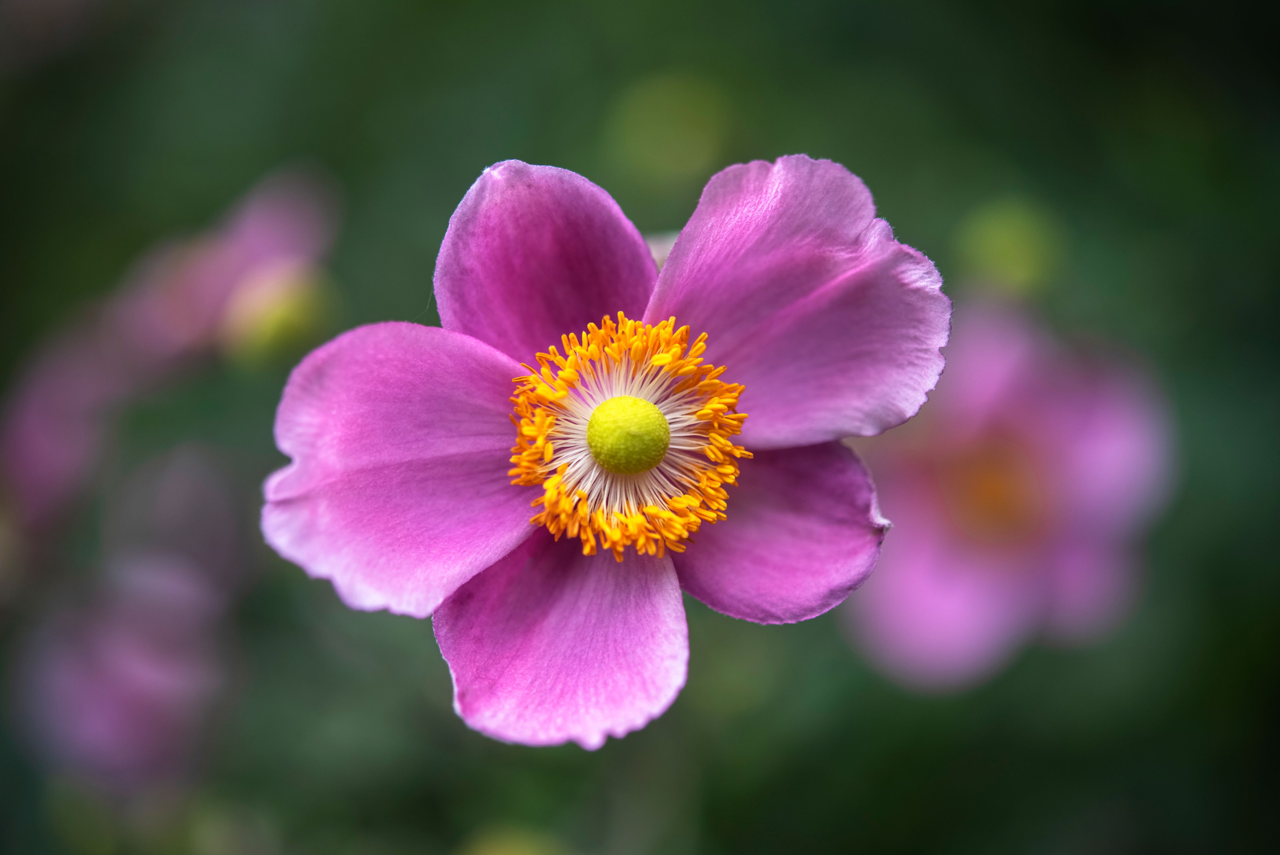 14 Pretty Anemone Varieties to Plant in Your Garden 