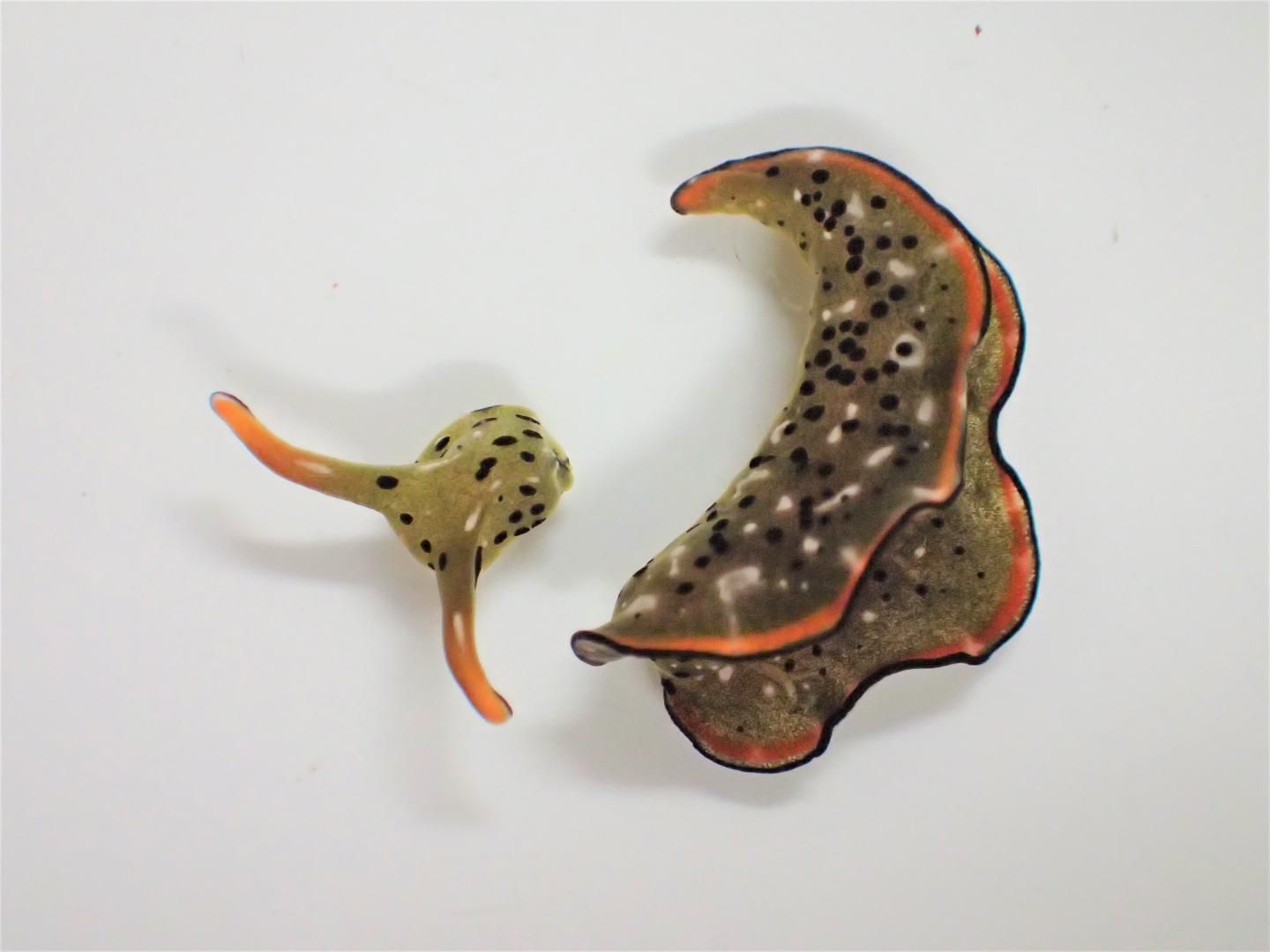 These Sea Slugs Can Lose Their Heads Then Grow New Bodies