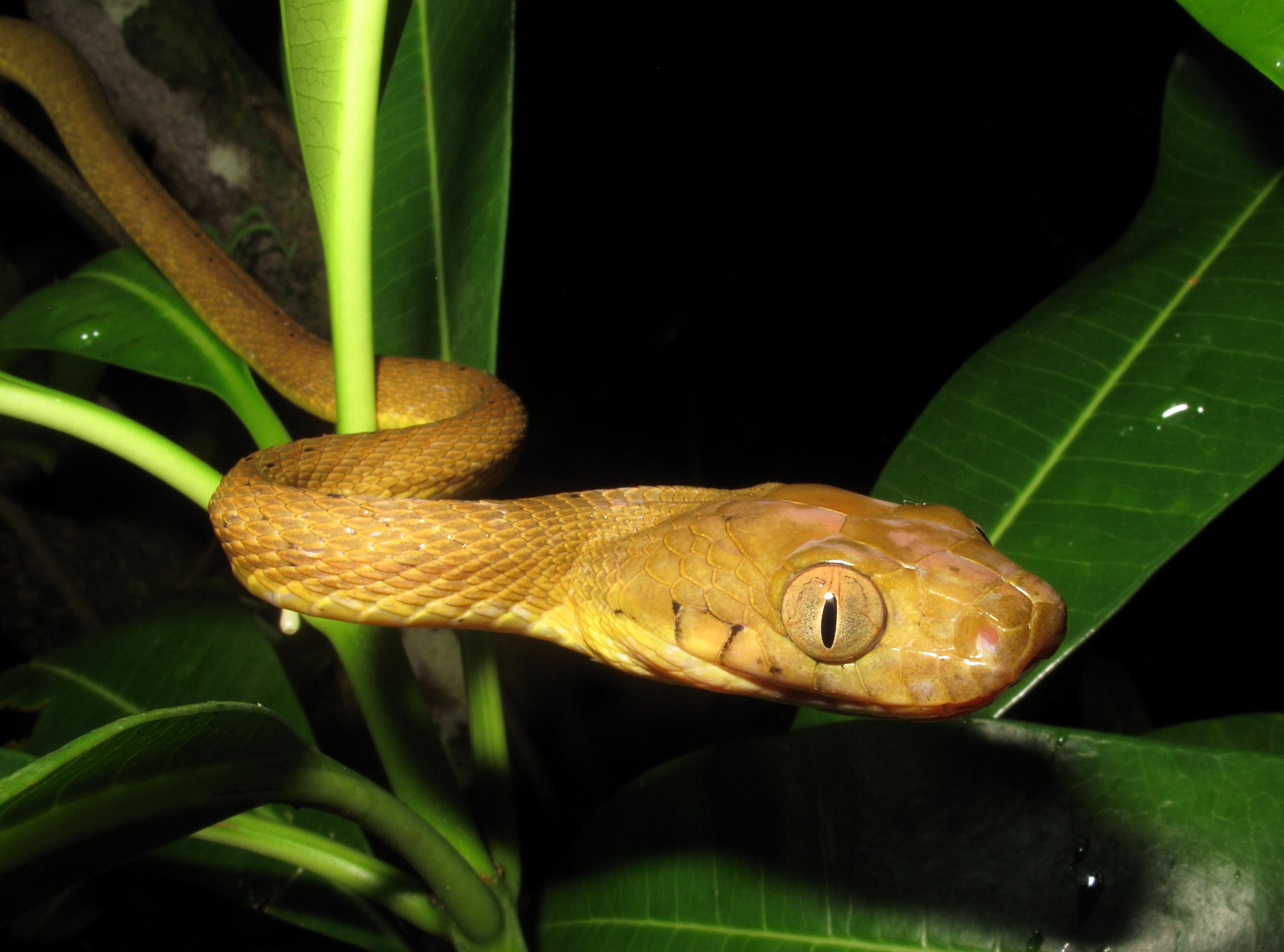 These Invasive Snakes Twist Their Bodies Like Lassos To Climb High