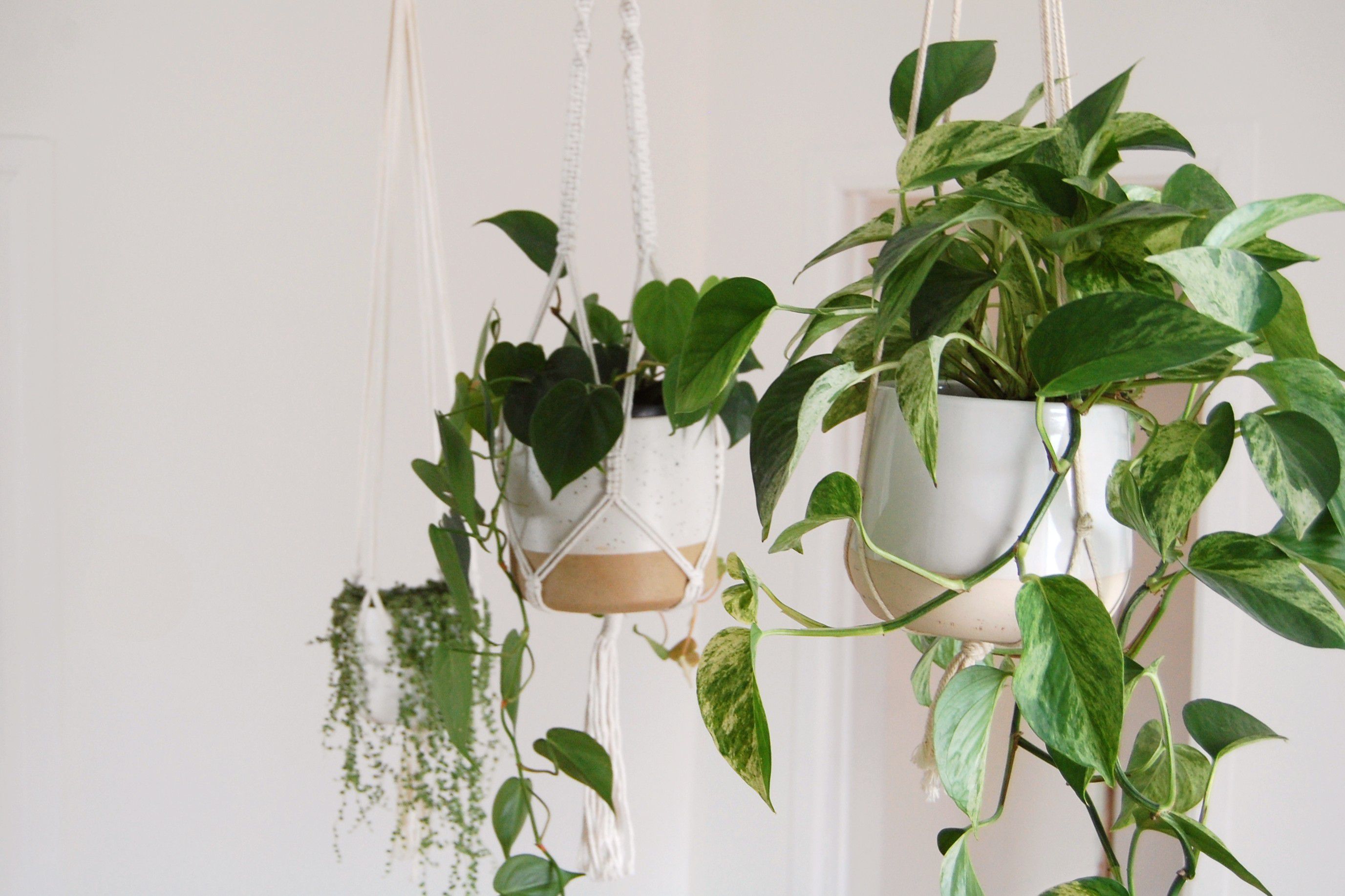 22 Indoor Vining Plants for Your Home