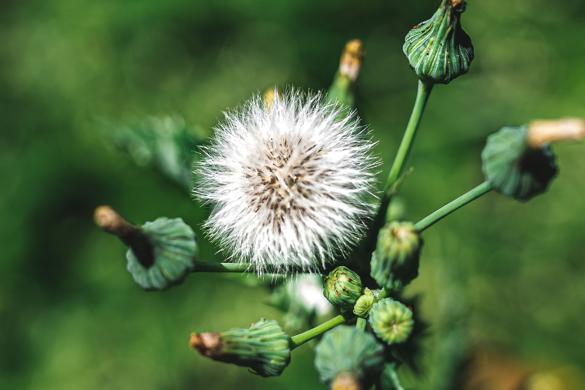 Common Types of Weeds Every Gardener Should Know
