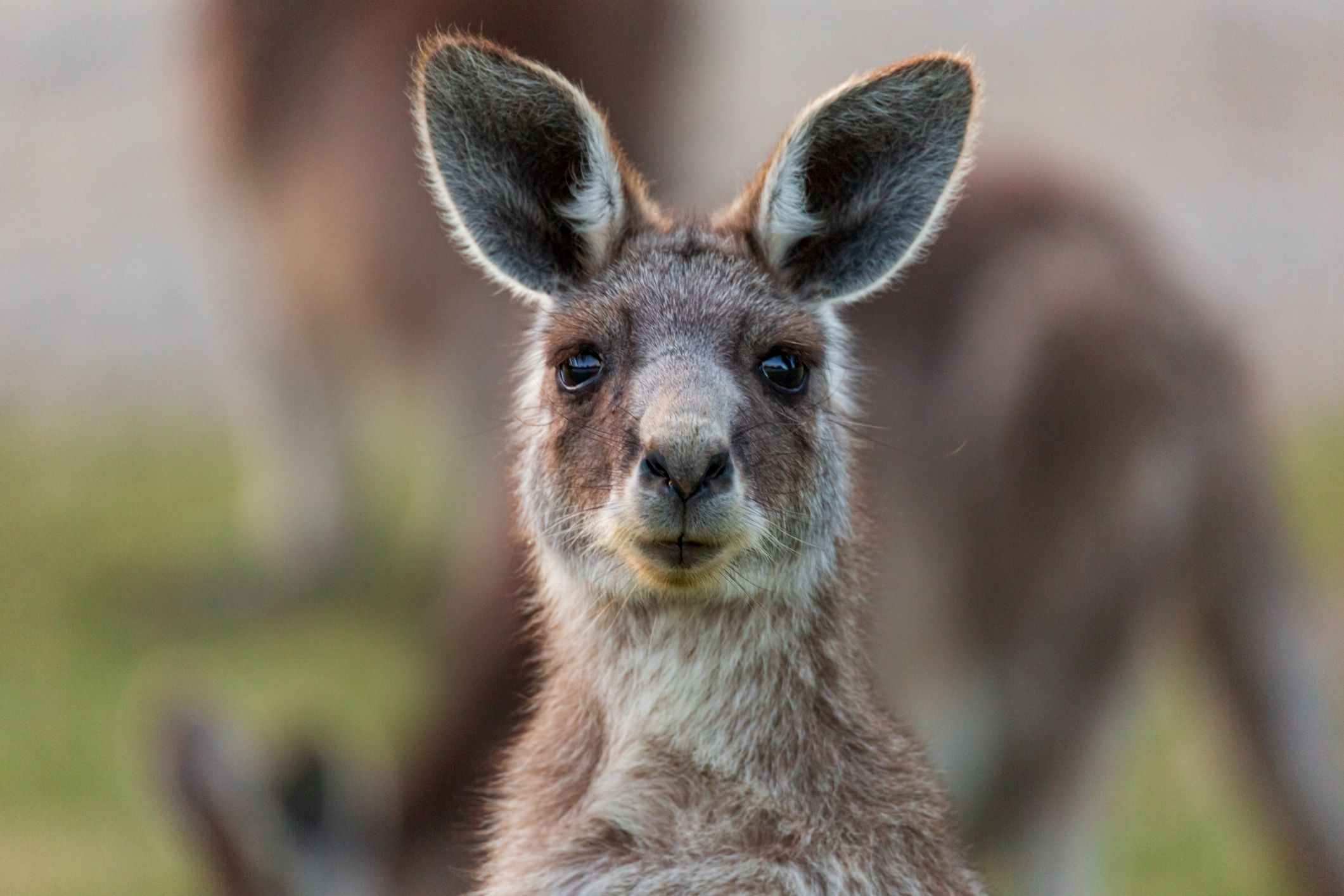 Is There Kangaroo in Your Shoes?