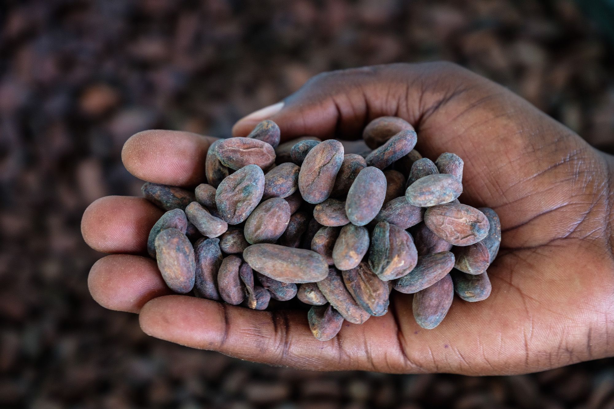 Compares Fairtrade to Rainforest Alliance