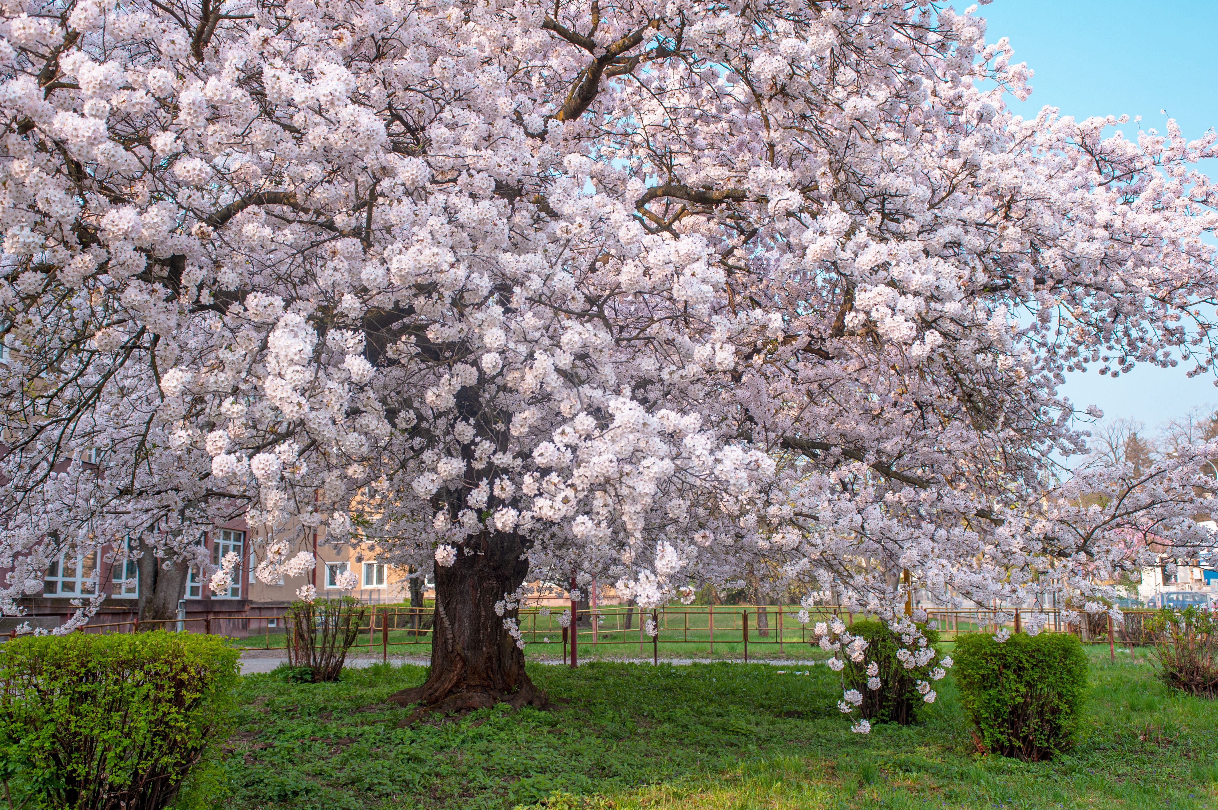 This Gorgeous Cherry Tree Will Stop Visitors in Their Tracks