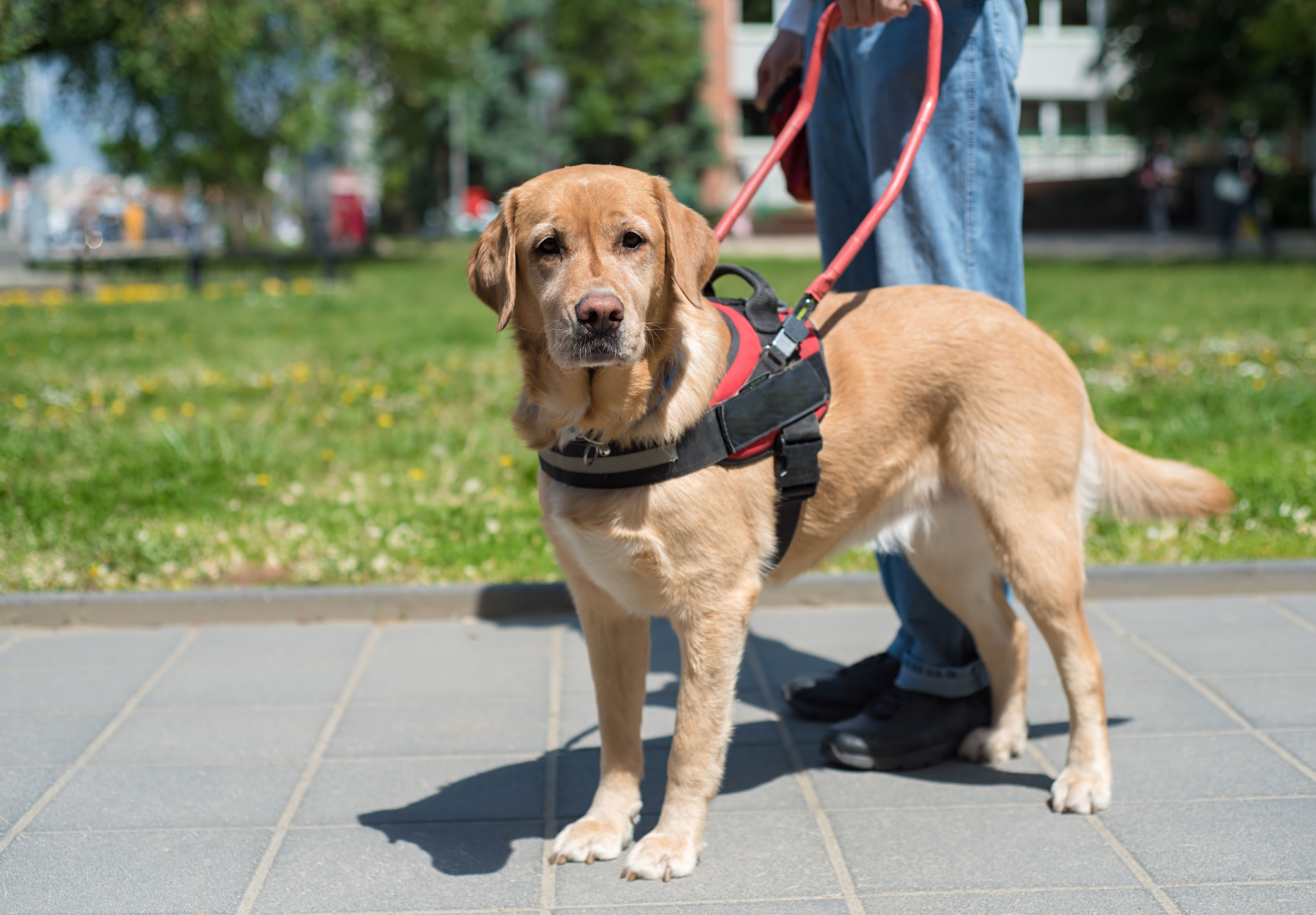 How Clean Are a Service Dogs Feet?
