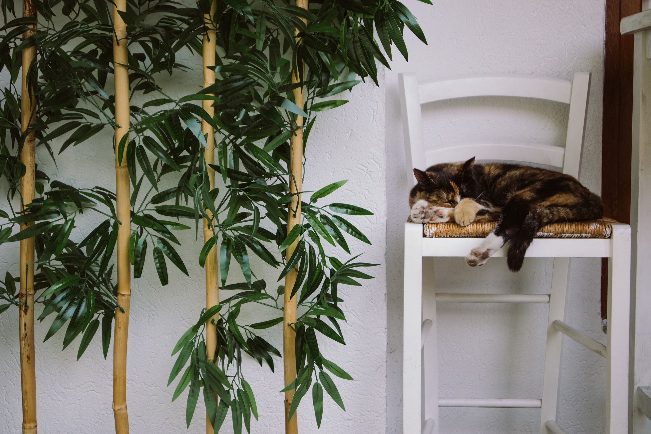 12 Large Indoor Plants to Make a Green Statement